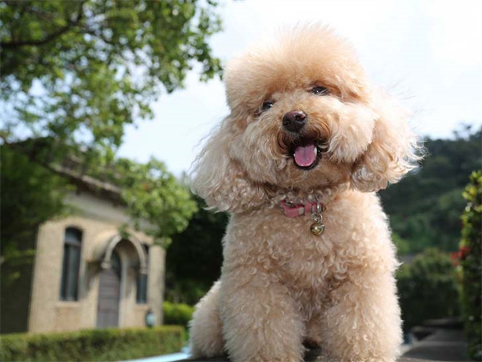 25 dog breeds with the highest risk of being kept as pets