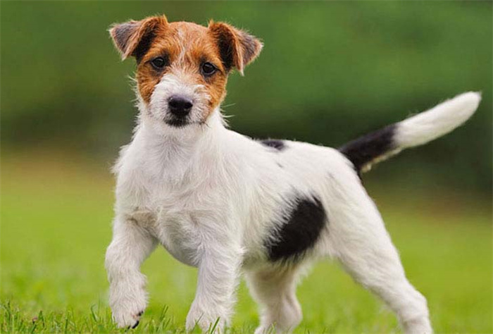 25 dog breeds with the highest risk of being kept as pets