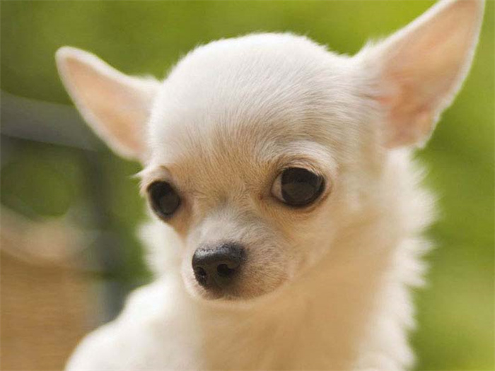 25 dog breeds with the highest risk of being kept as pets