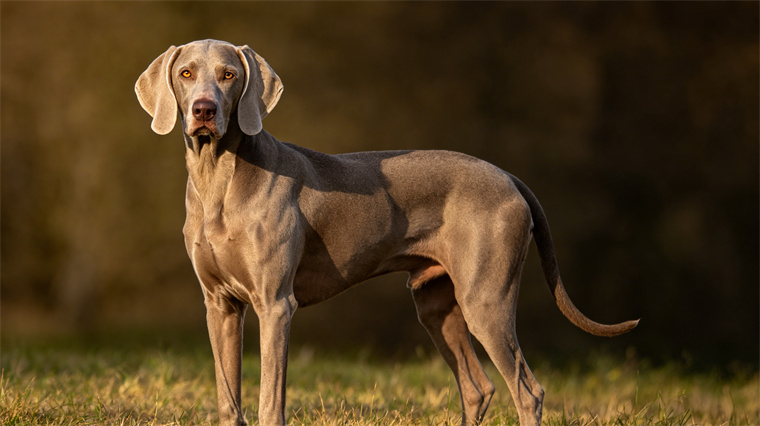 25 dog breeds with the highest risk of being kept as pets