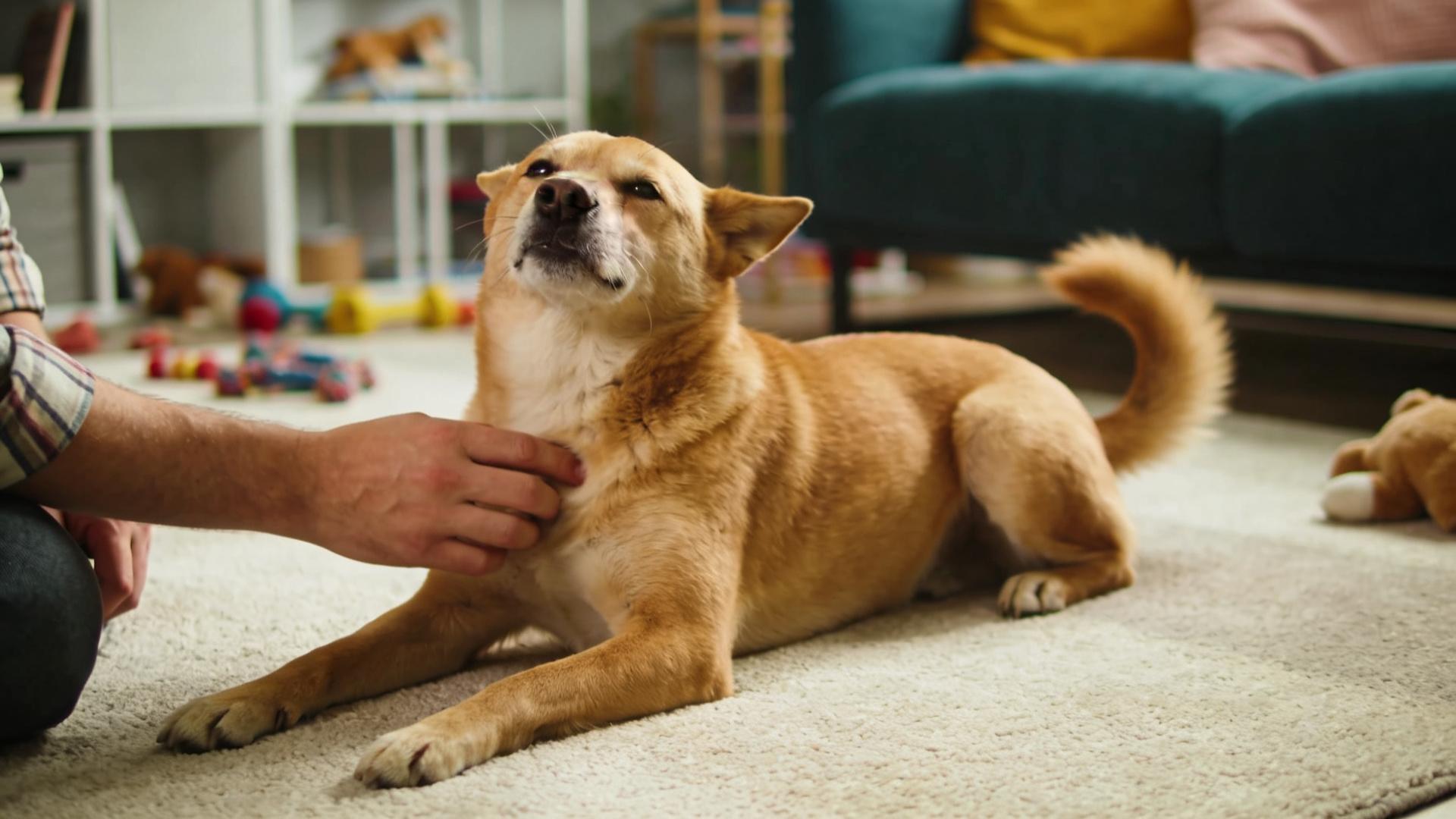 A diverse reward system: In addition to food, there are praise, petting, and toys.
