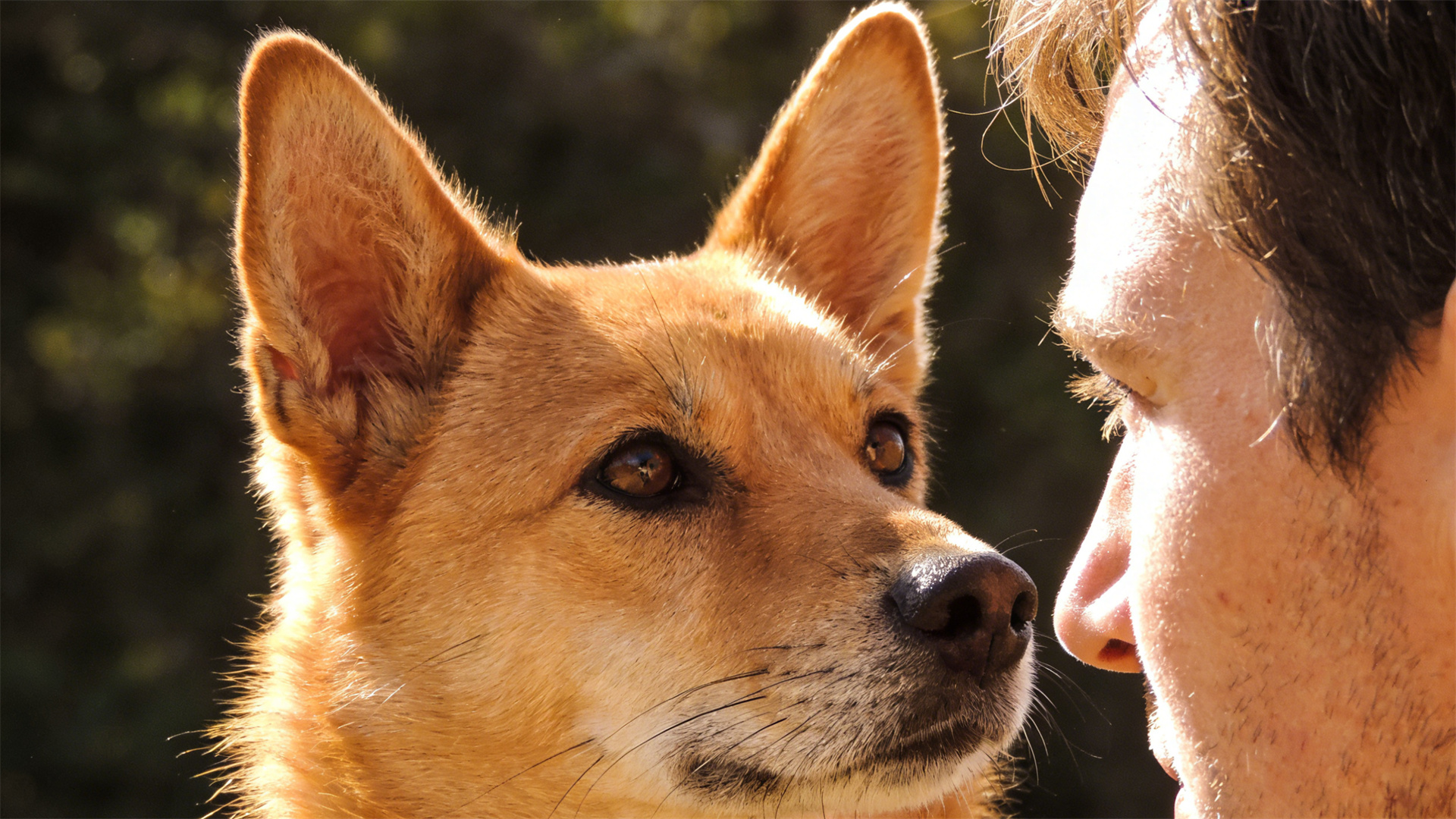A dog's ability to sense its owner's emotions: Your stress is subtly being transmitted to it.