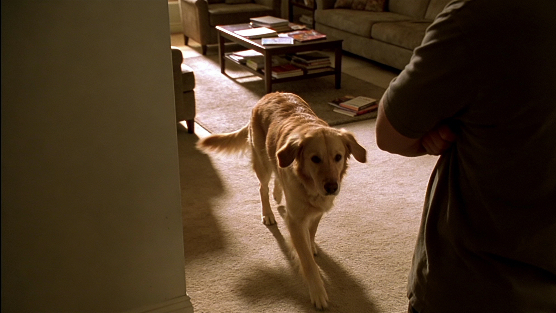 A dog's ability to sense its owner's emotions: Your stress is subtly being transmitted to it.