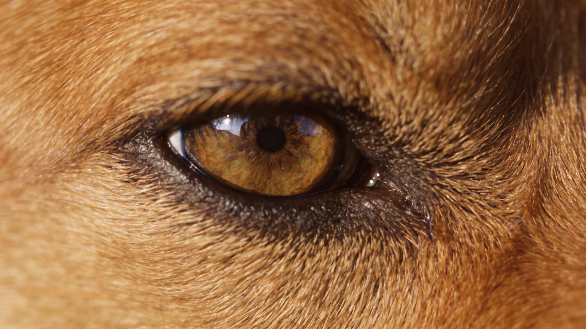 Aggression Prevention: Recognizing 5 Micro-expressions Before a Dog's Attack