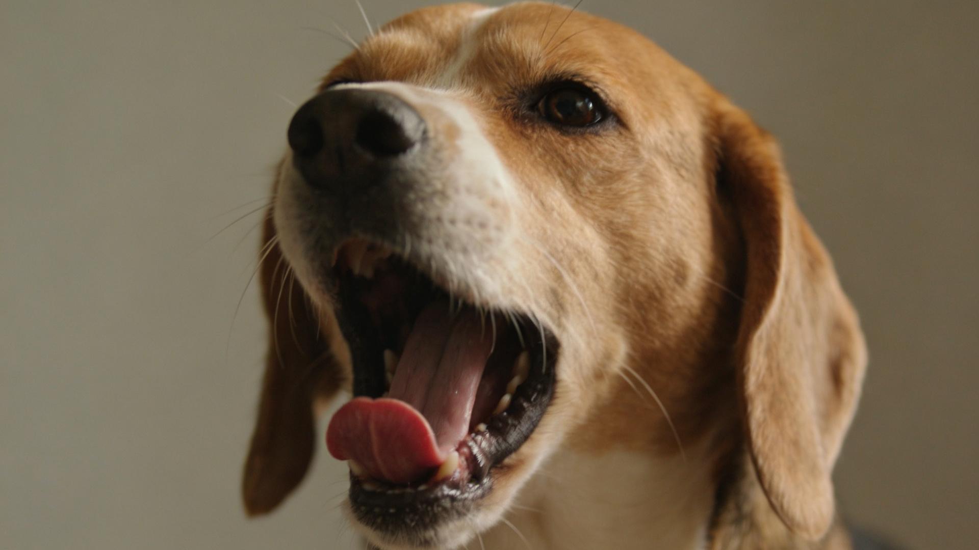 Aggression Prevention: Recognizing 5 Micro-expressions Before a Dog's Attack