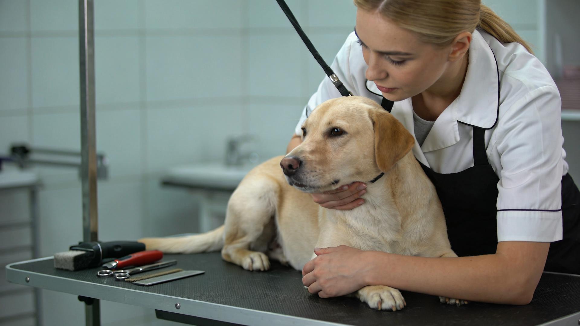 Alleviating grooming phobia: Helping dogs overcome their fear of scissors and clippers
