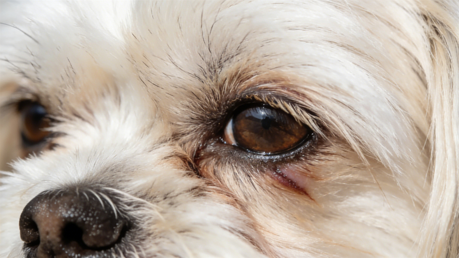 At-home eye care: How to properly use eye wash to relieve tear stains