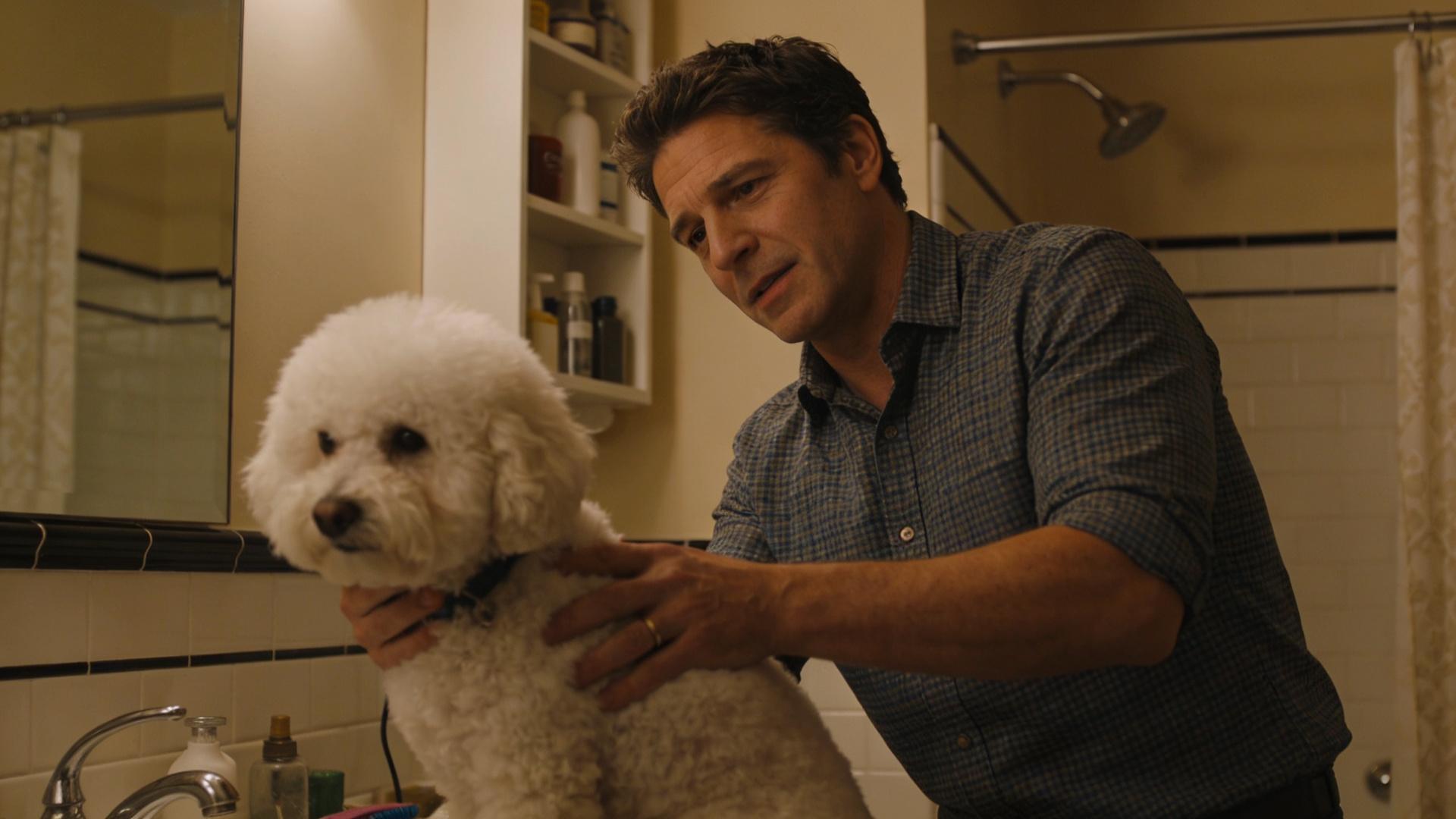 Basic Home Bichon Frise Haircut: Techniques for Achieving a Neat Face Shape