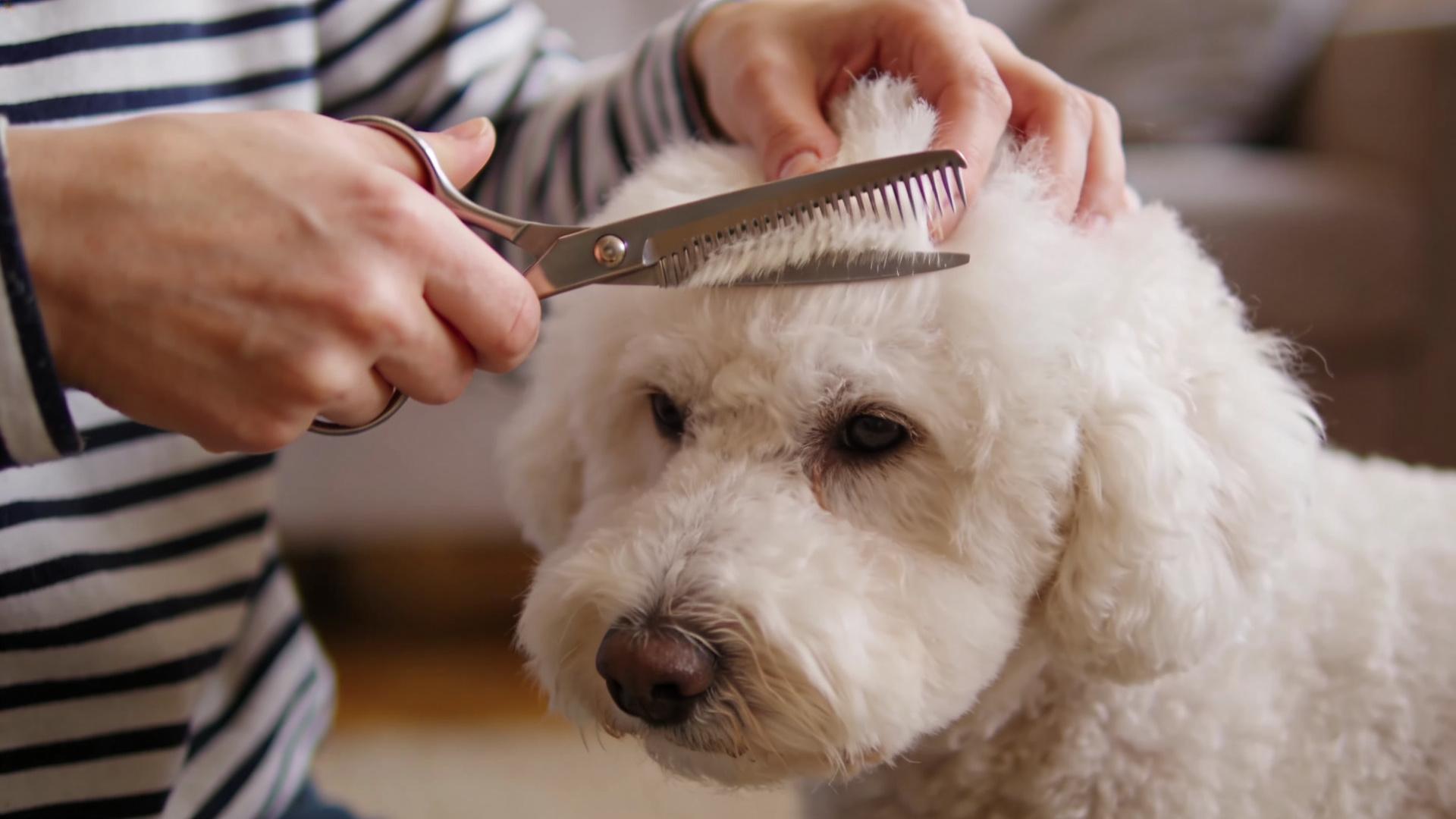Basic Home Bichon Frise Haircut: Techniques for Achieving a Neat Face Shape