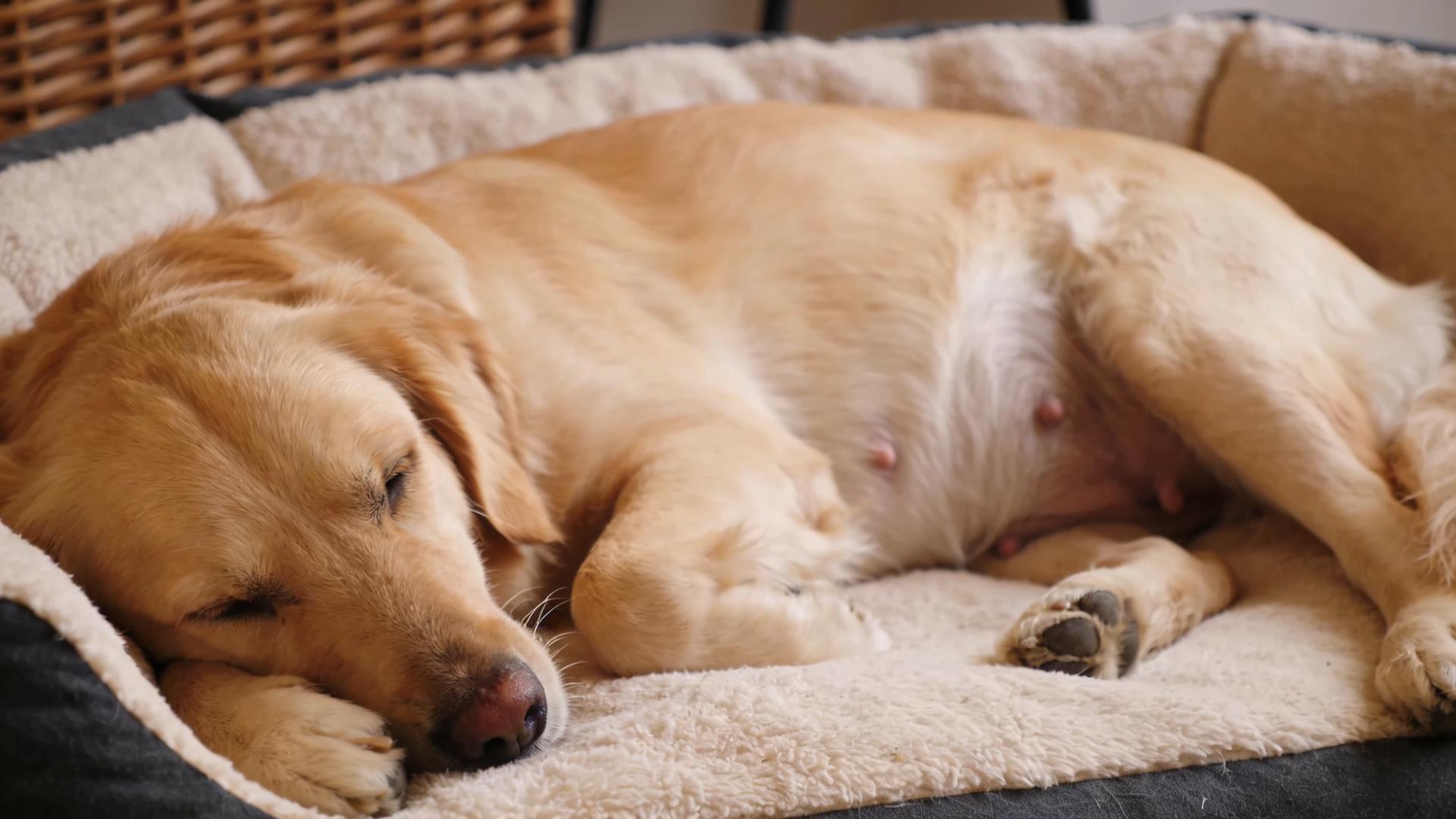 Bathing and grooming taboos for pregnant dogs: Reduce stress and abdominal pressure