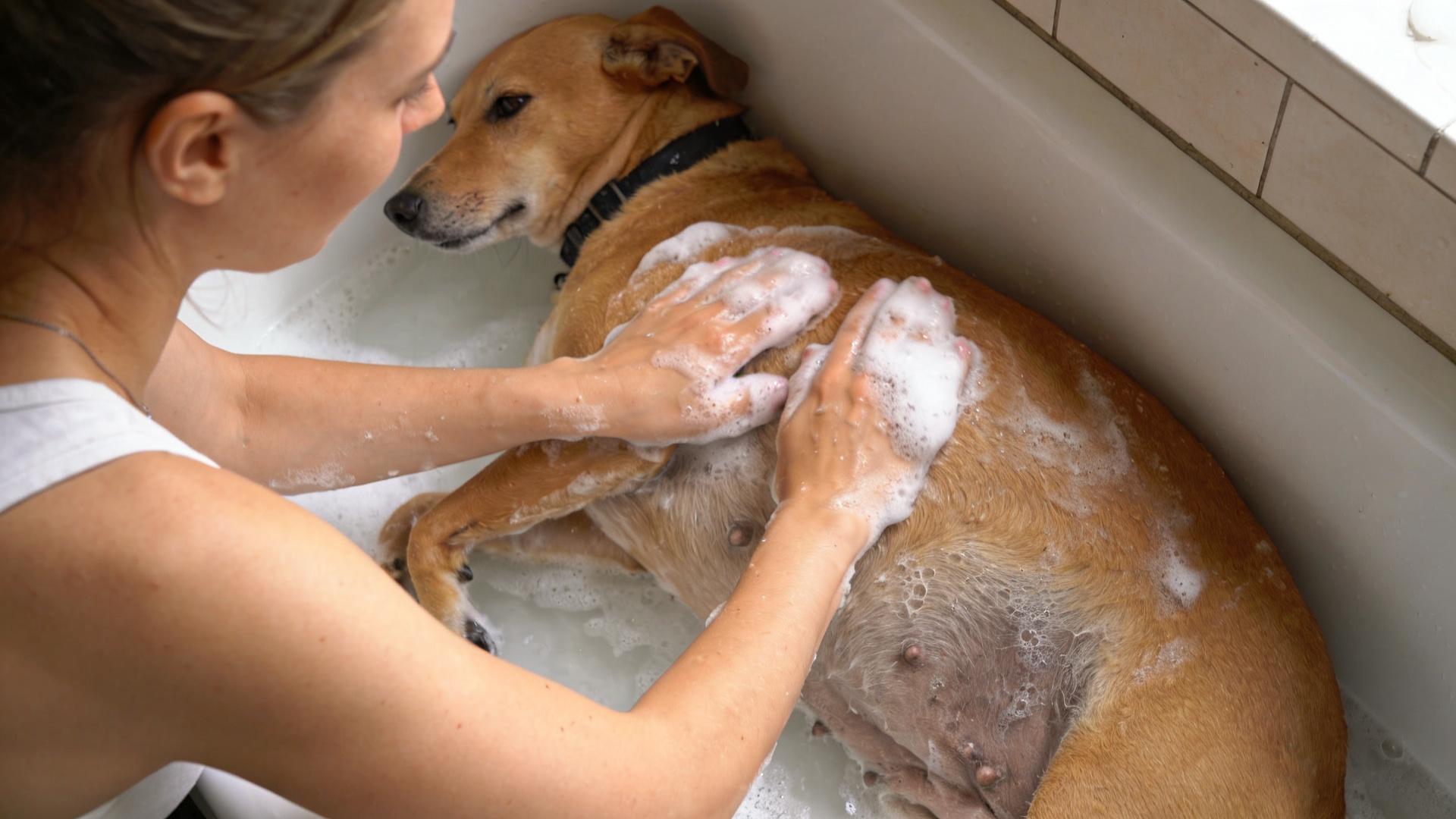 Bathing and grooming taboos for pregnant dogs: Reduce stress and abdominal pressure
