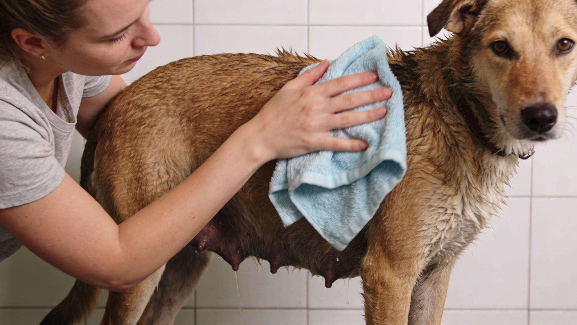 Bathing and grooming taboos for pregnant dogs: Reduce stress and abdominal pressure