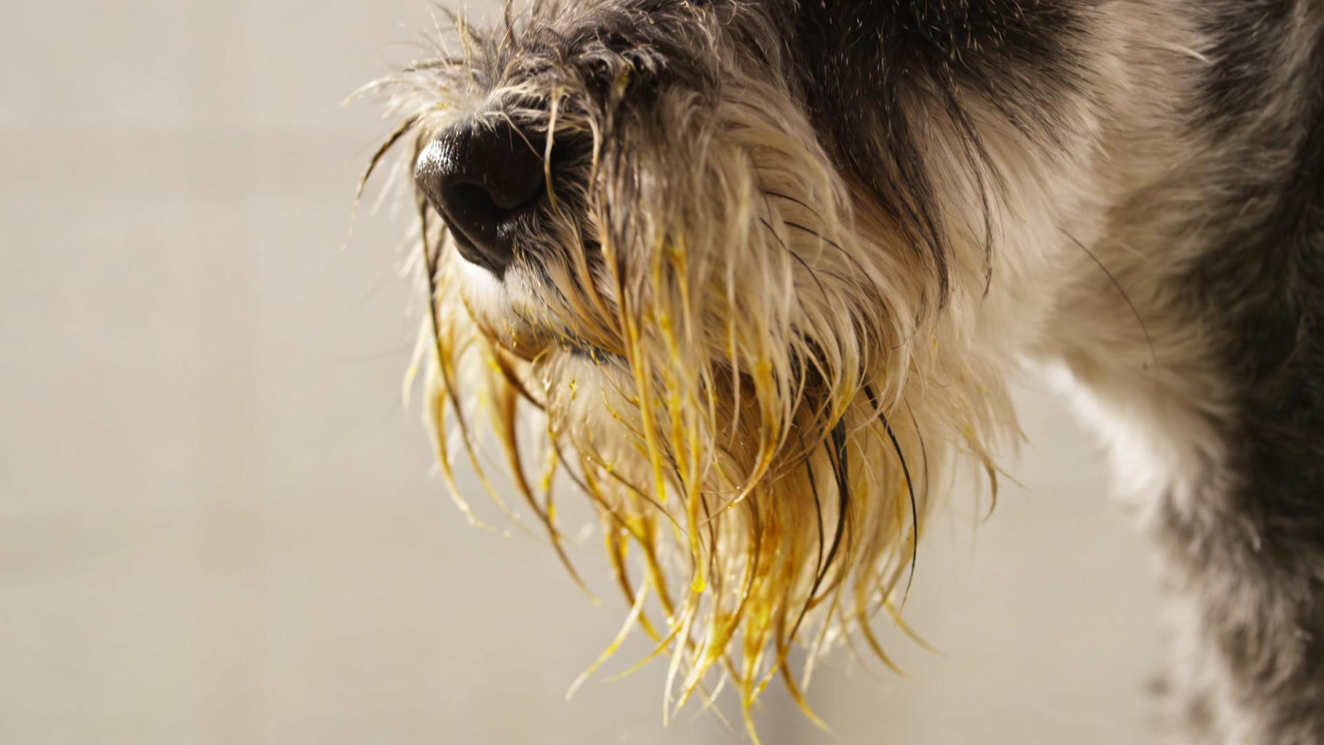Beard and facial grooming: Preventing Schnauzers and other breeds from developing 