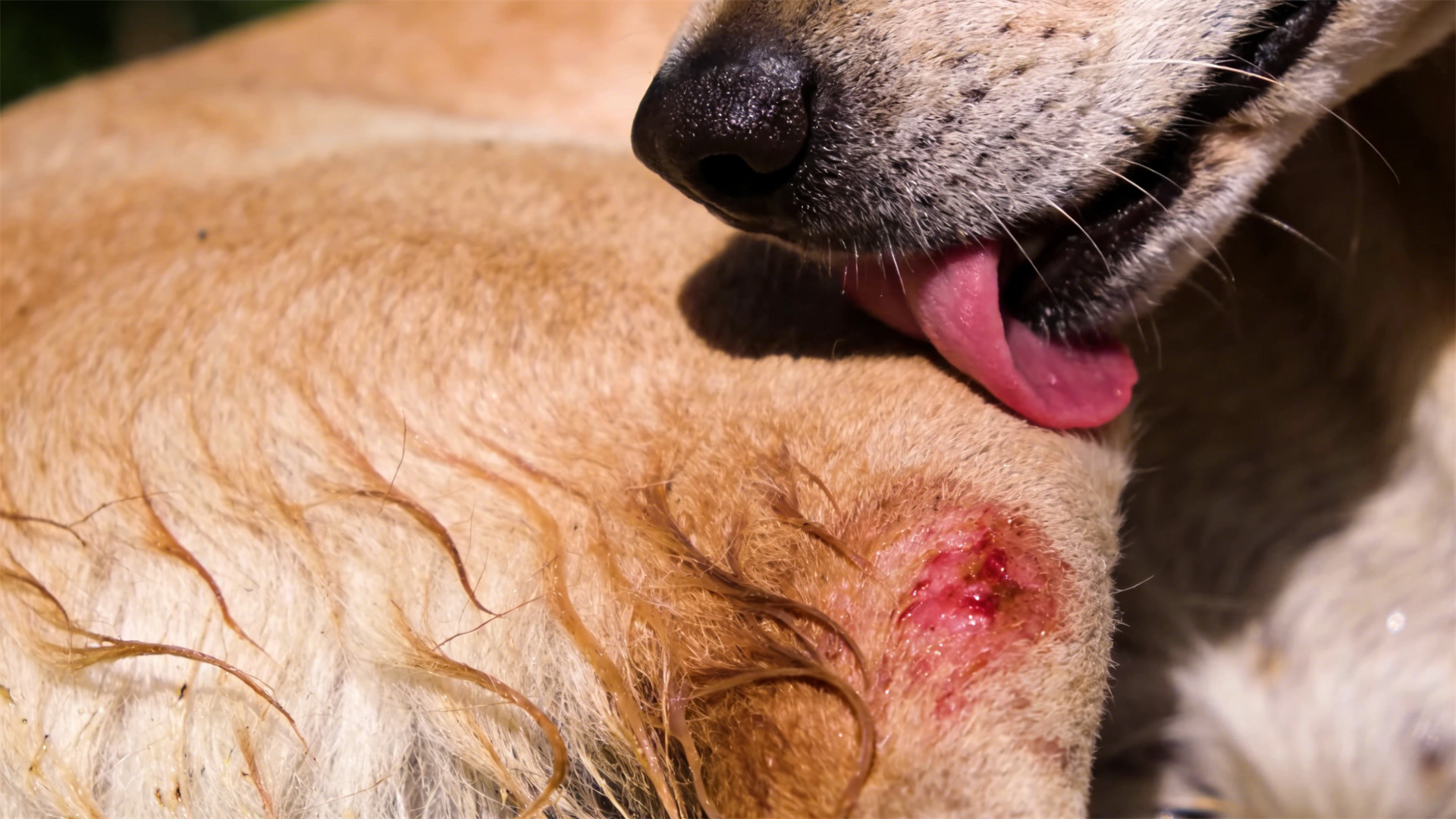 Benefits of positive reinforcement training for the nervous system: Why does physical punishment lead to chronic diseases in dogs?