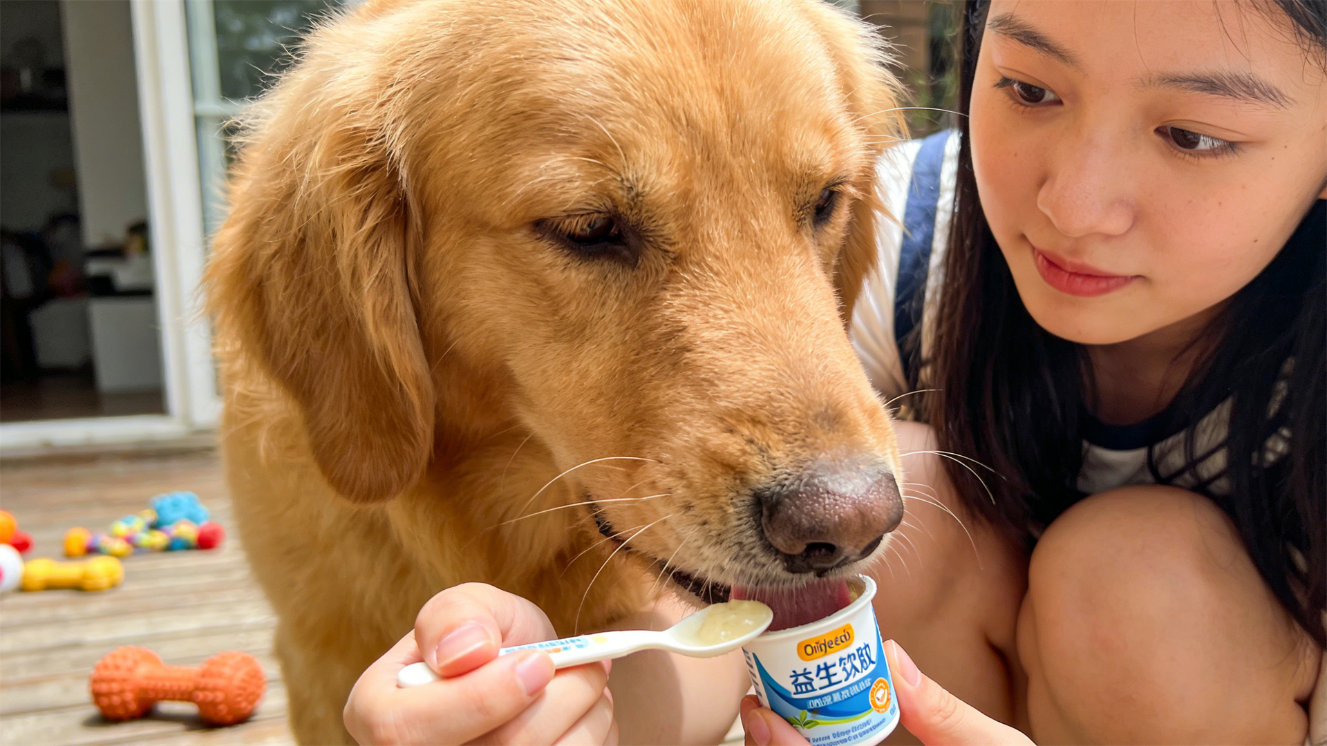 Canine Gut Microbiota: The Practical Role of Probiotics and Prebiotics in Improving Soft Stools