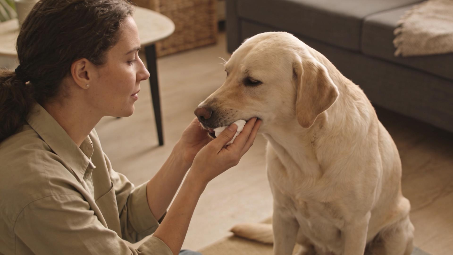 Canine oral ulcer care: How to promote healing through daily cleaning