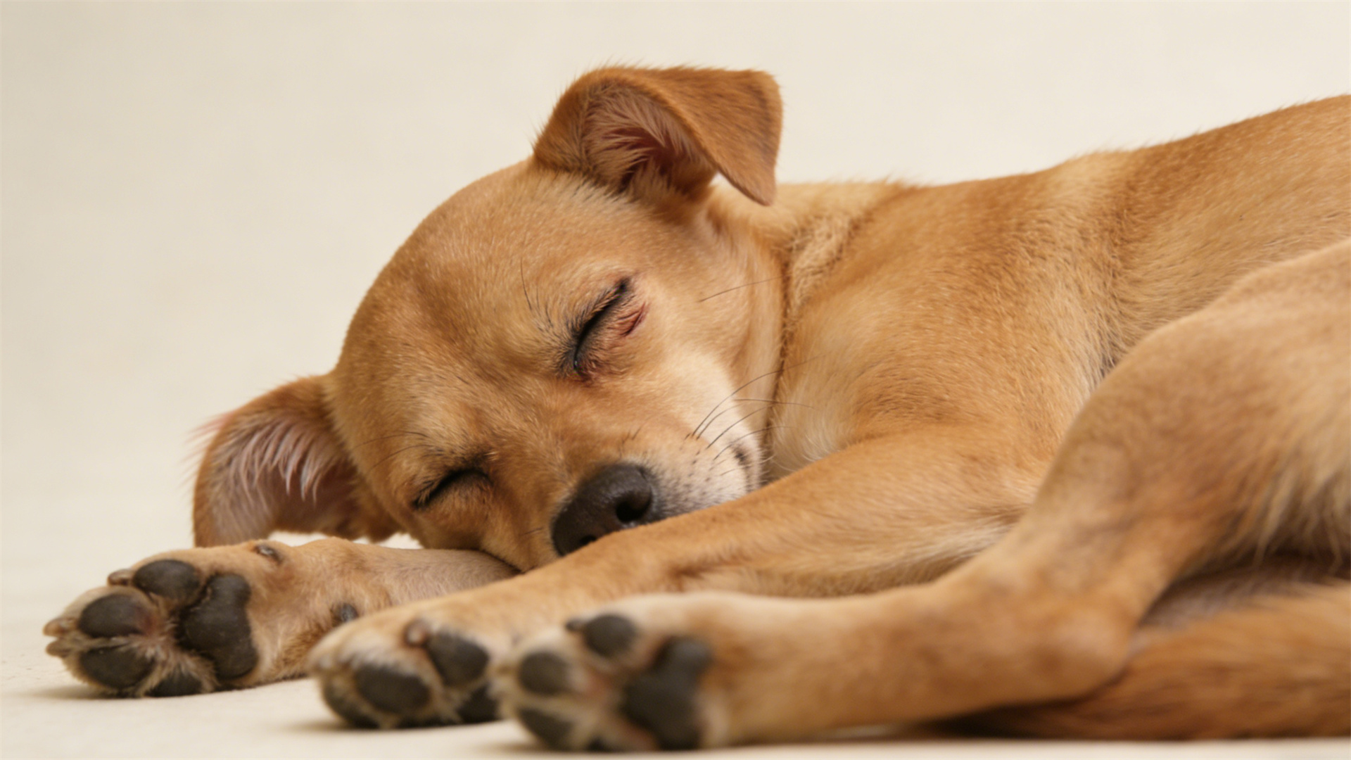 Canine Sleep Physiology: The Impact of Insufficient Deep Sleep on Body Repair