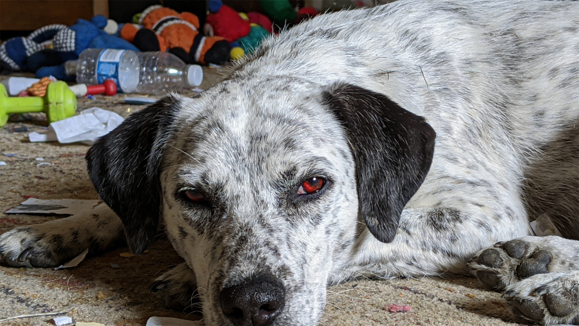 Canine Sleep Physiology: The Impact of Insufficient Deep Sleep on Body Repair