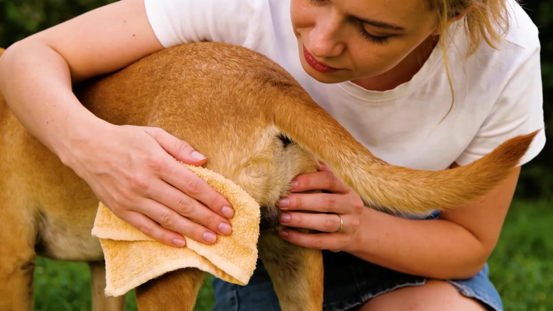Care for female dogs in heat: Proper use of sanitary pads and local cleaning