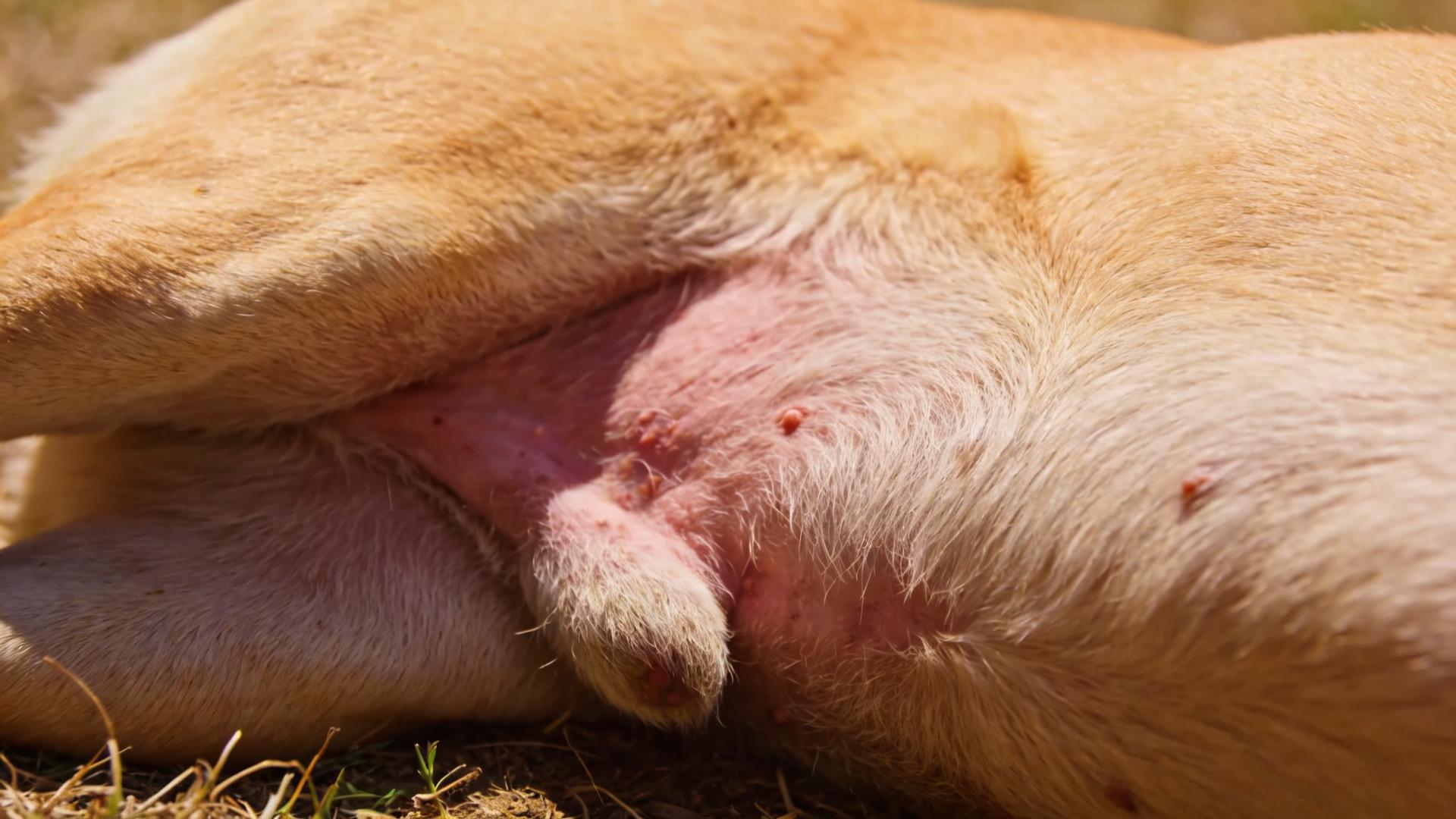 Choosing Sunscreen Clothing for Dogs: The Harm of UV Rays to Light-Skinned Dog Breeds