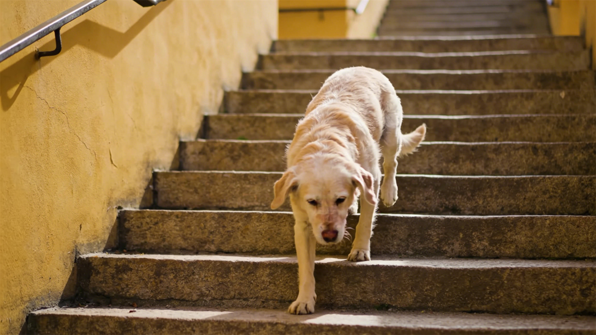 Clinical Nutrition Guidelines