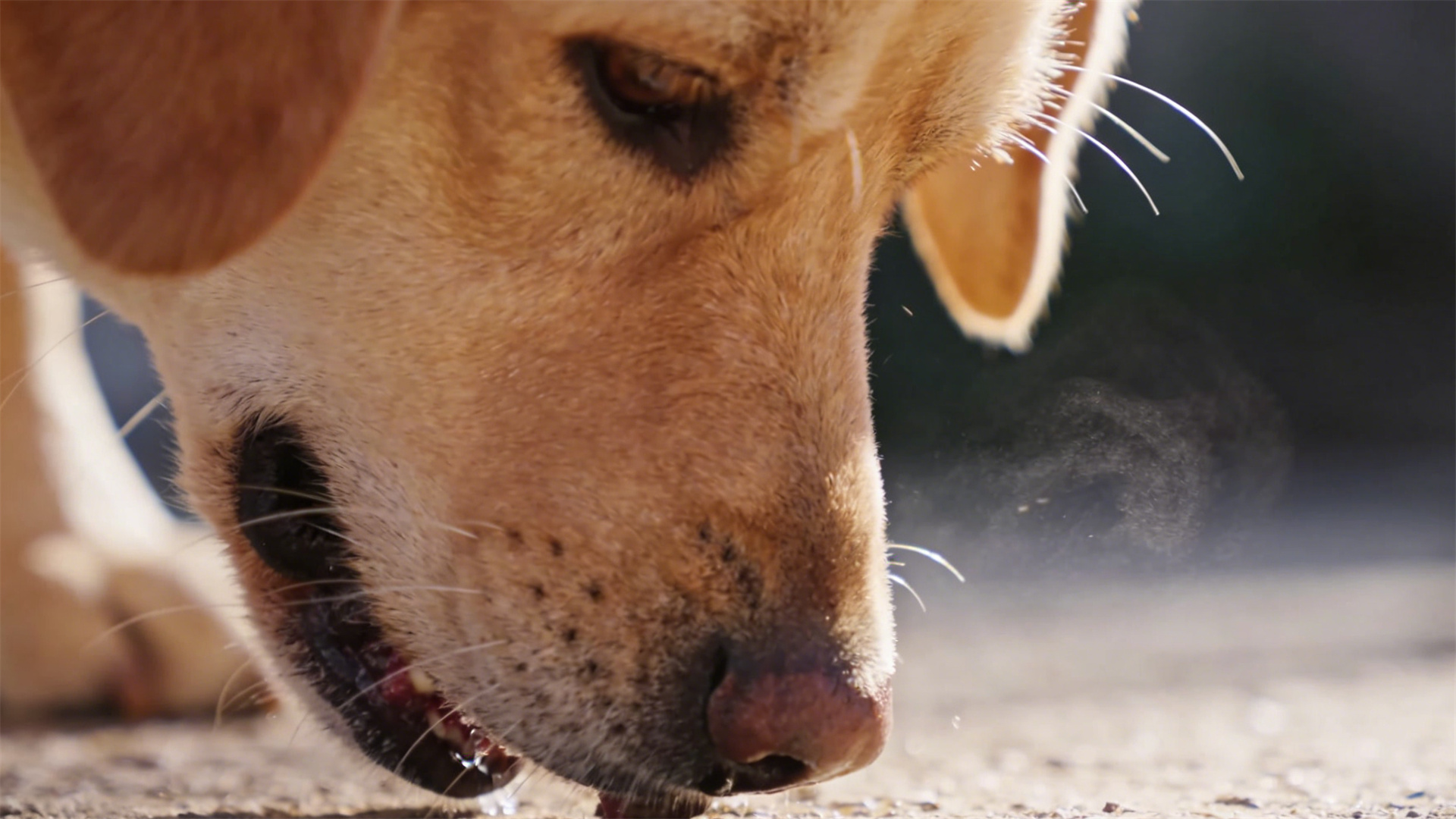 Cognitive Enrichment in Urban Dogs: The Anti-Aging Effects of 15 Minutes of Daily Sniffing on the Brain