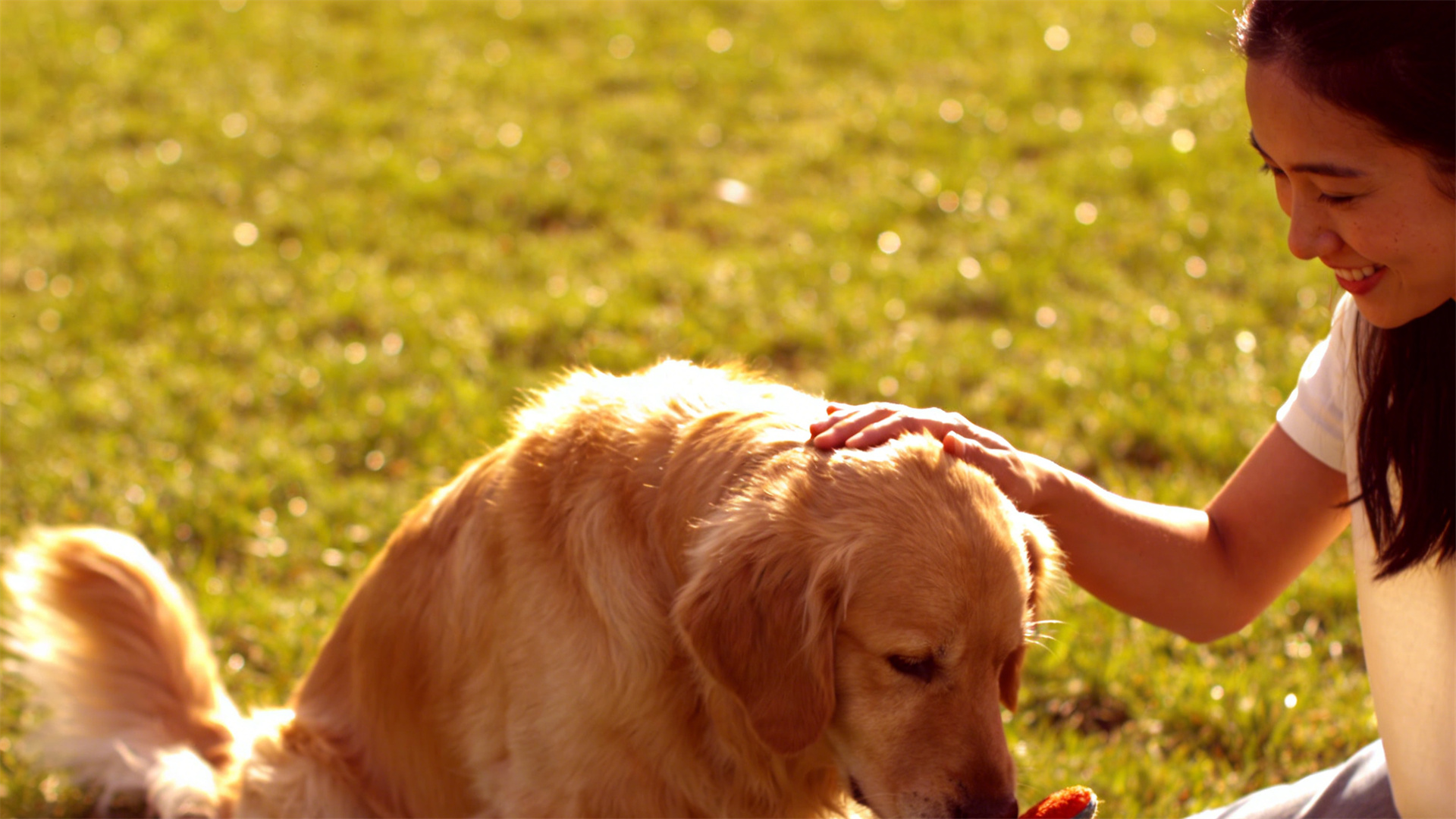 Cognitive Enrichment in Urban Dogs: The Anti-Aging Effects of 15 Minutes of Daily Sniffing on the Brain