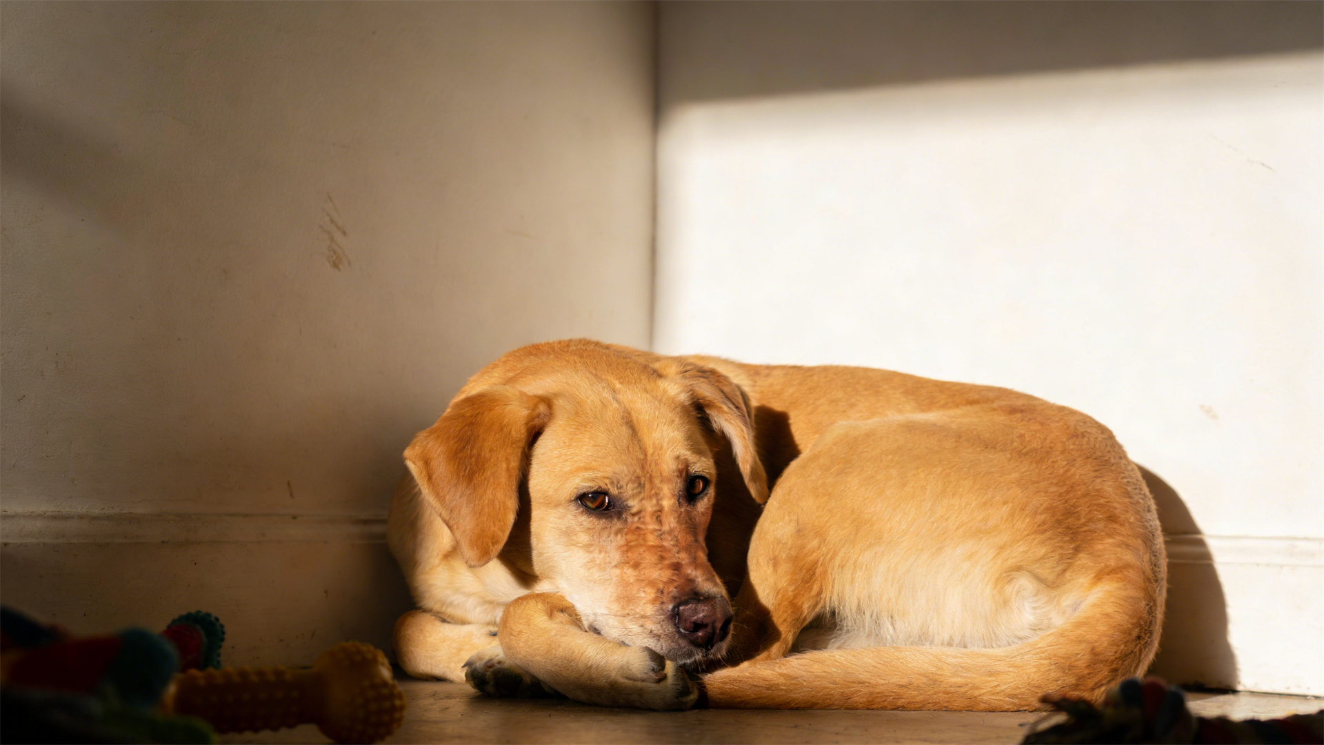 Cognitive impairment (CCD)