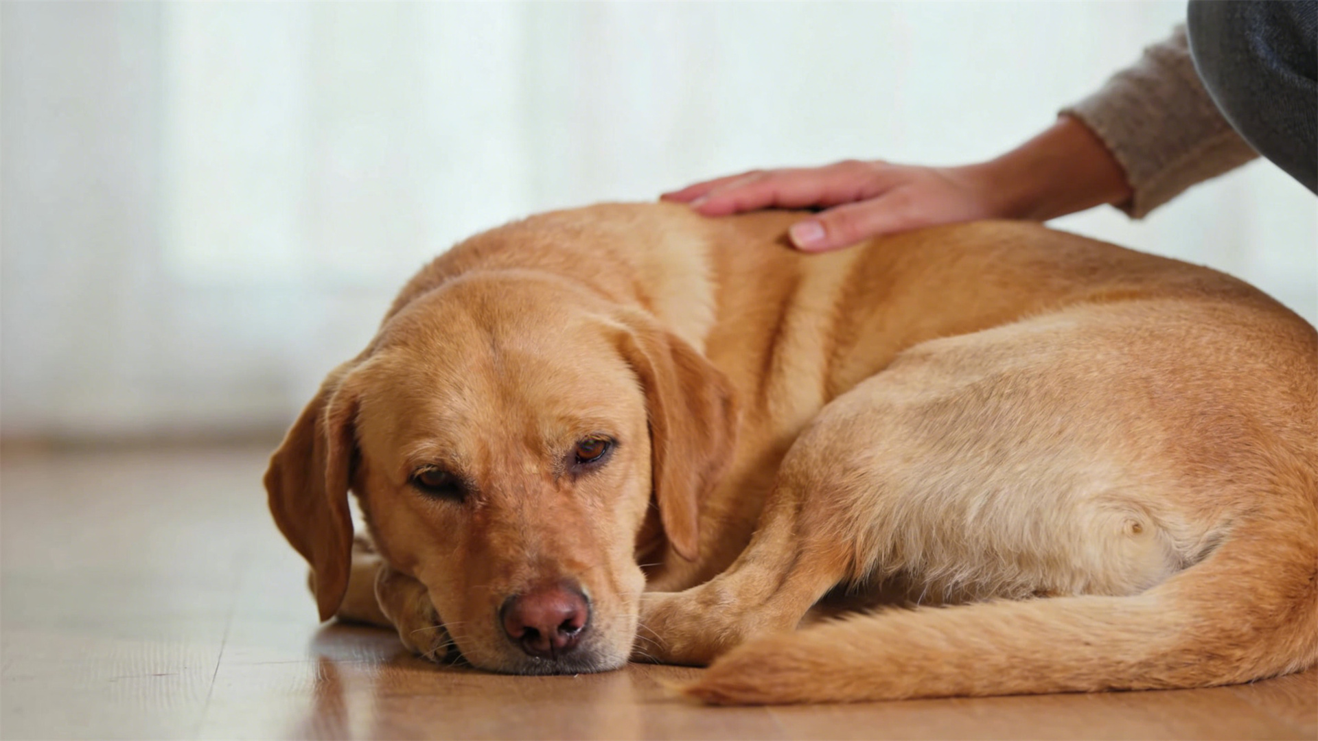 Cognitive impairment (CCD)