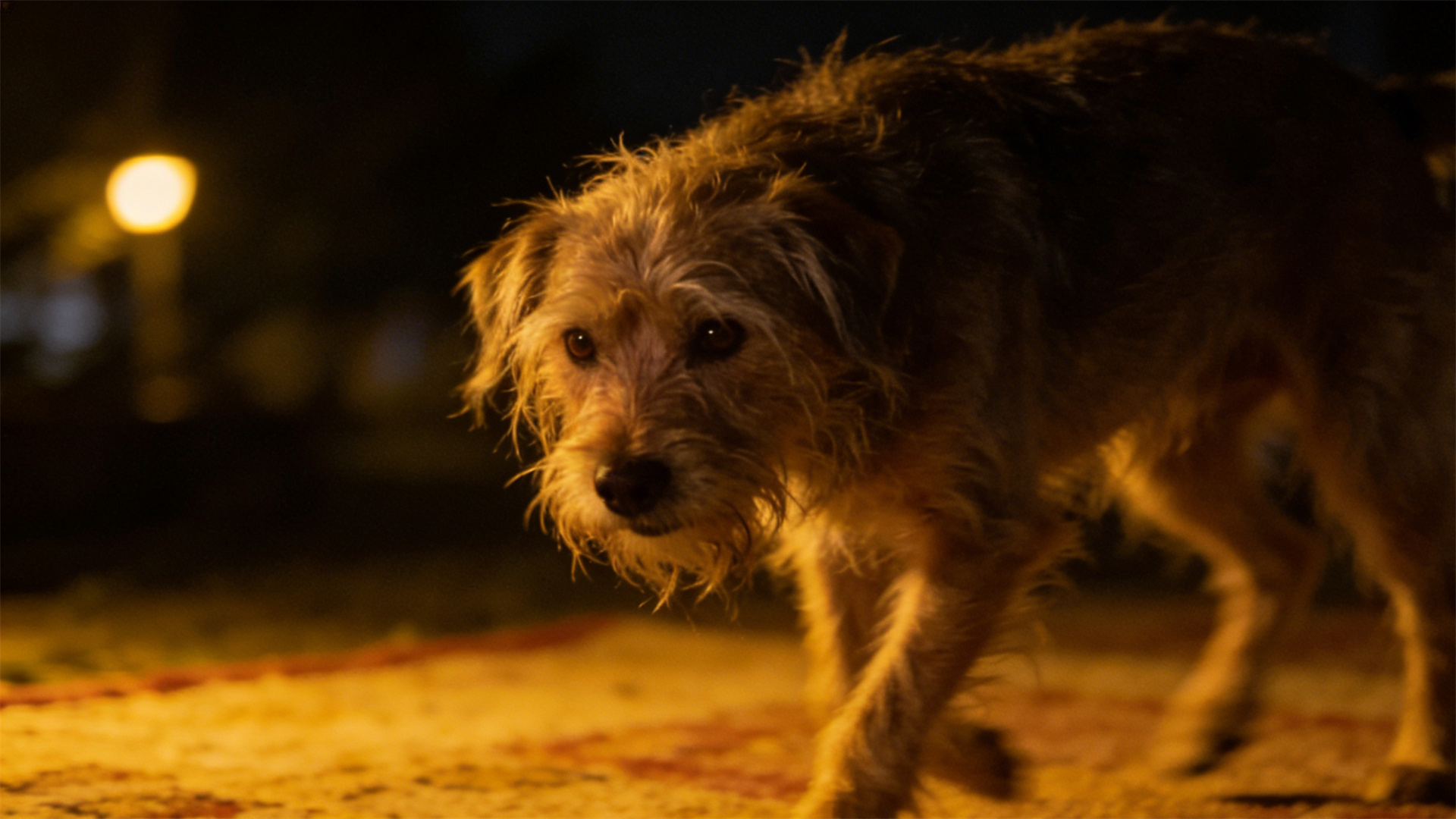 Cognitive impairment in older dogs (CCD): How to differentiate between aging and dementia