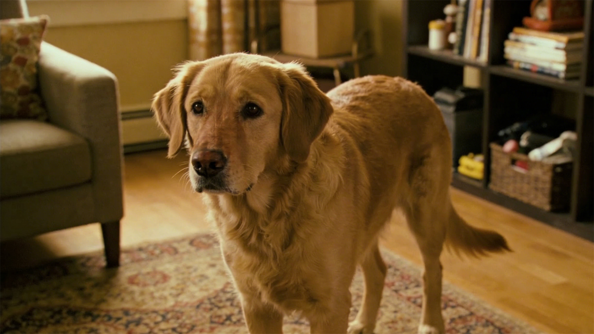 Cognitive impairment in older dogs (CCD): How to differentiate between aging and dementia