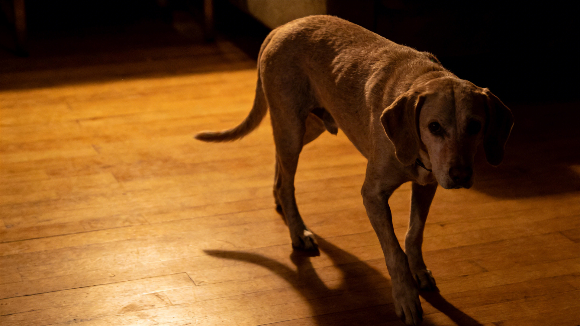 Cognitive impairment in older dogs (CCD): How to differentiate between aging and dementia