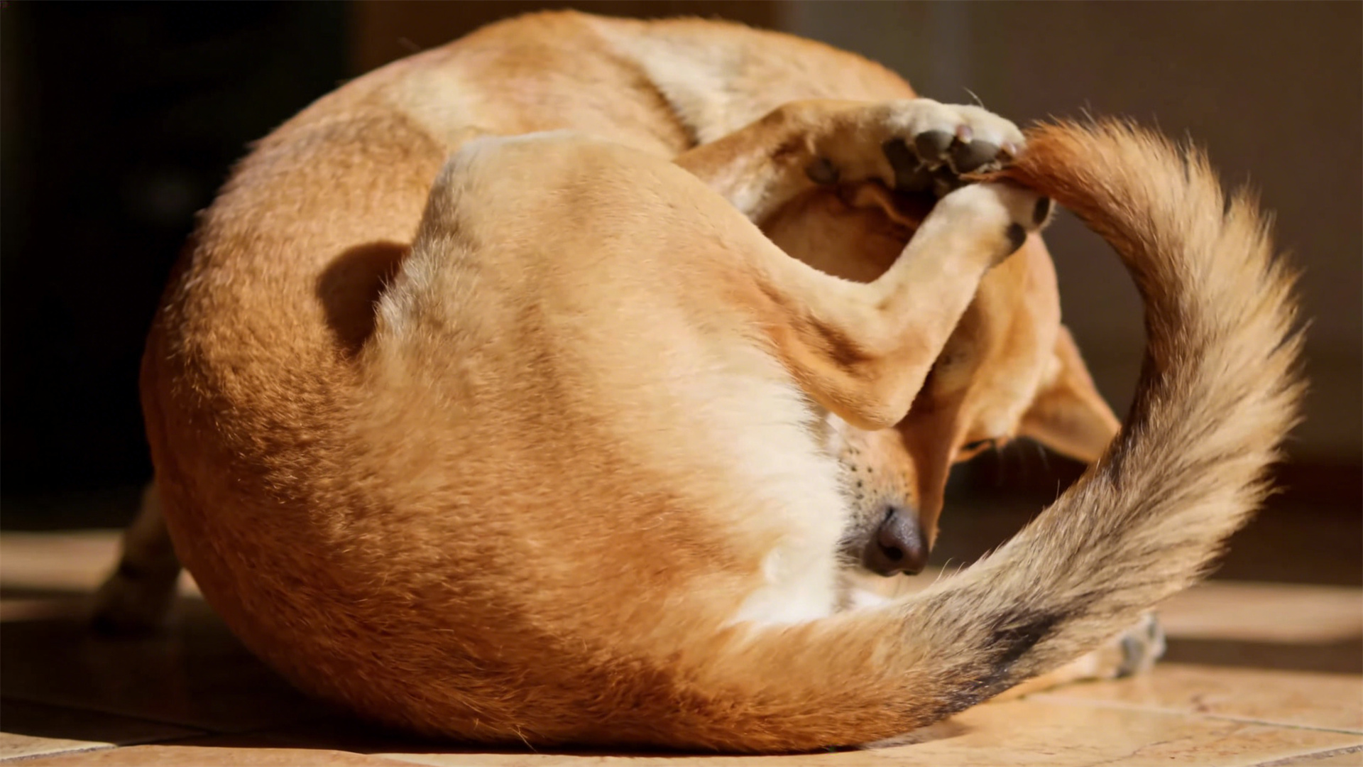 Compulsive behaviors (such as tail chasing): Is it naughtiness or brain damage?