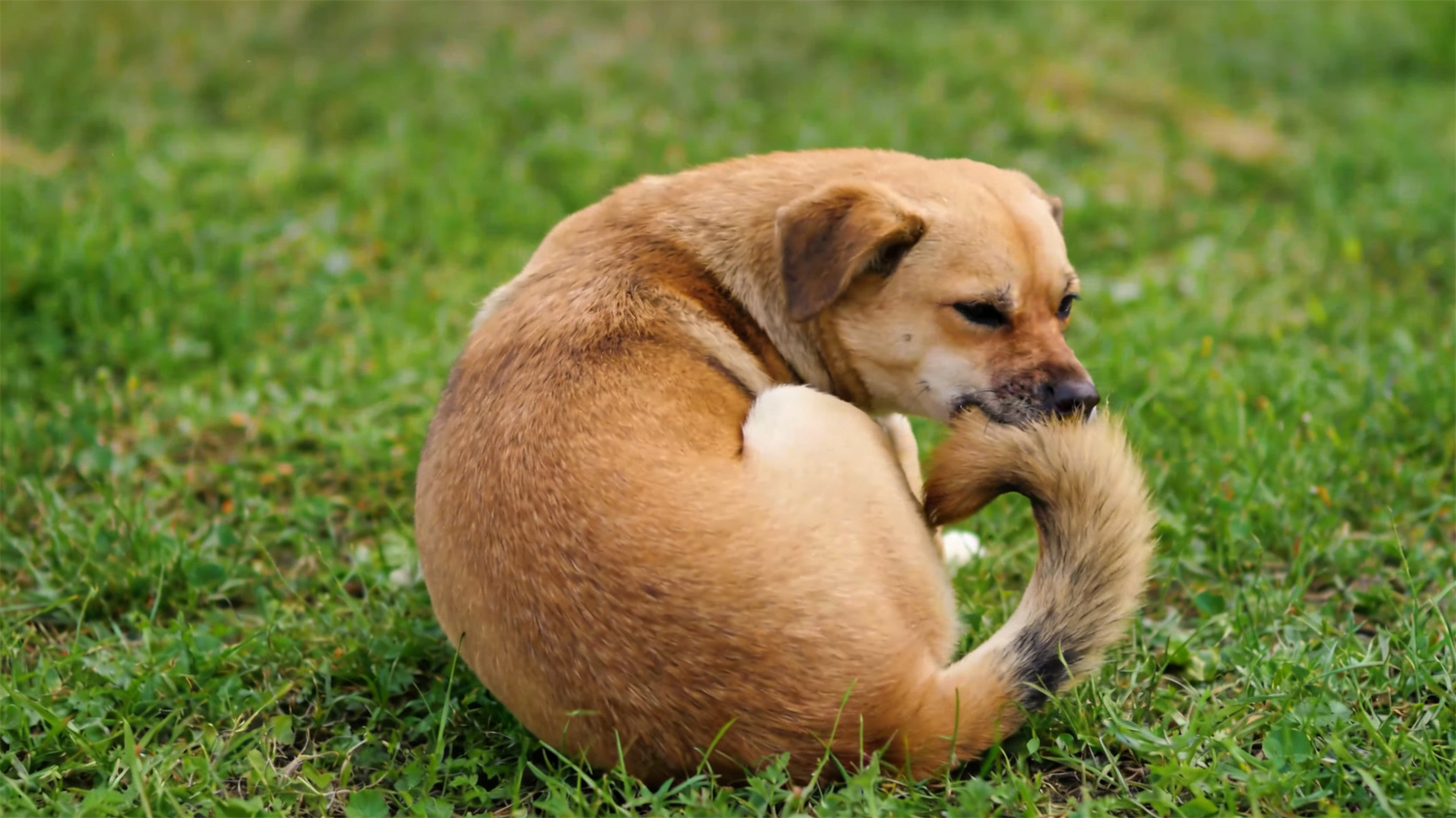 Compulsive behaviors (such as tail chasing): Is it naughtiness or brain damage?