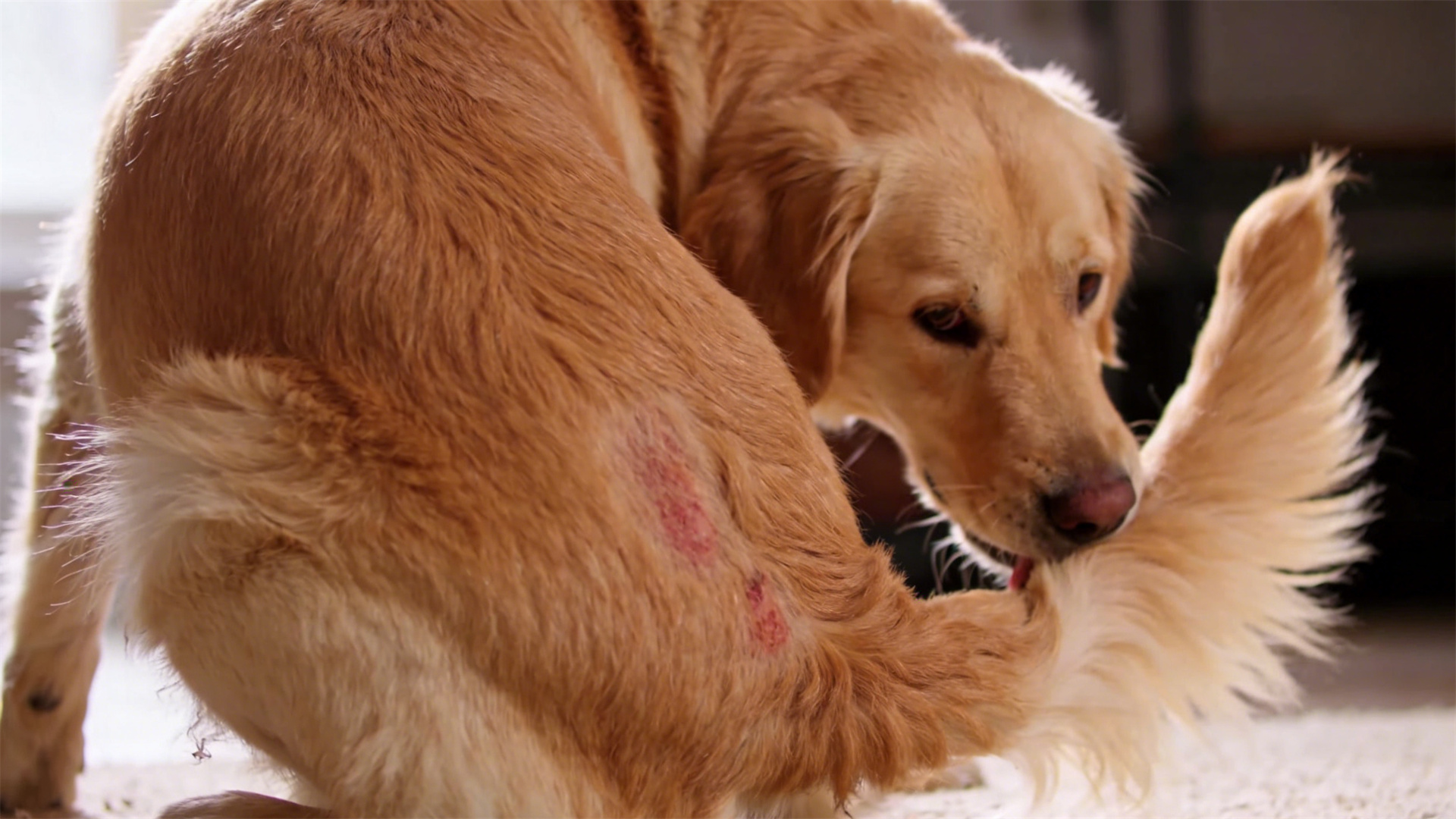 Compulsive behaviors (such as tail chasing): Is it naughtiness or brain damage?