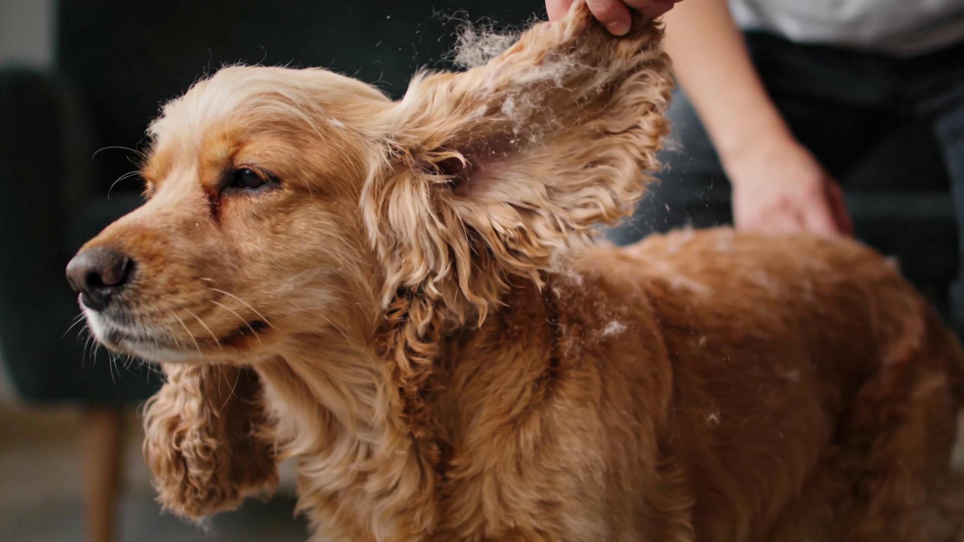 Detailed Guide to Dog Ear Cleaning: How to Properly Use Ear Cleaning Solution to Prevent Earwax Buildup