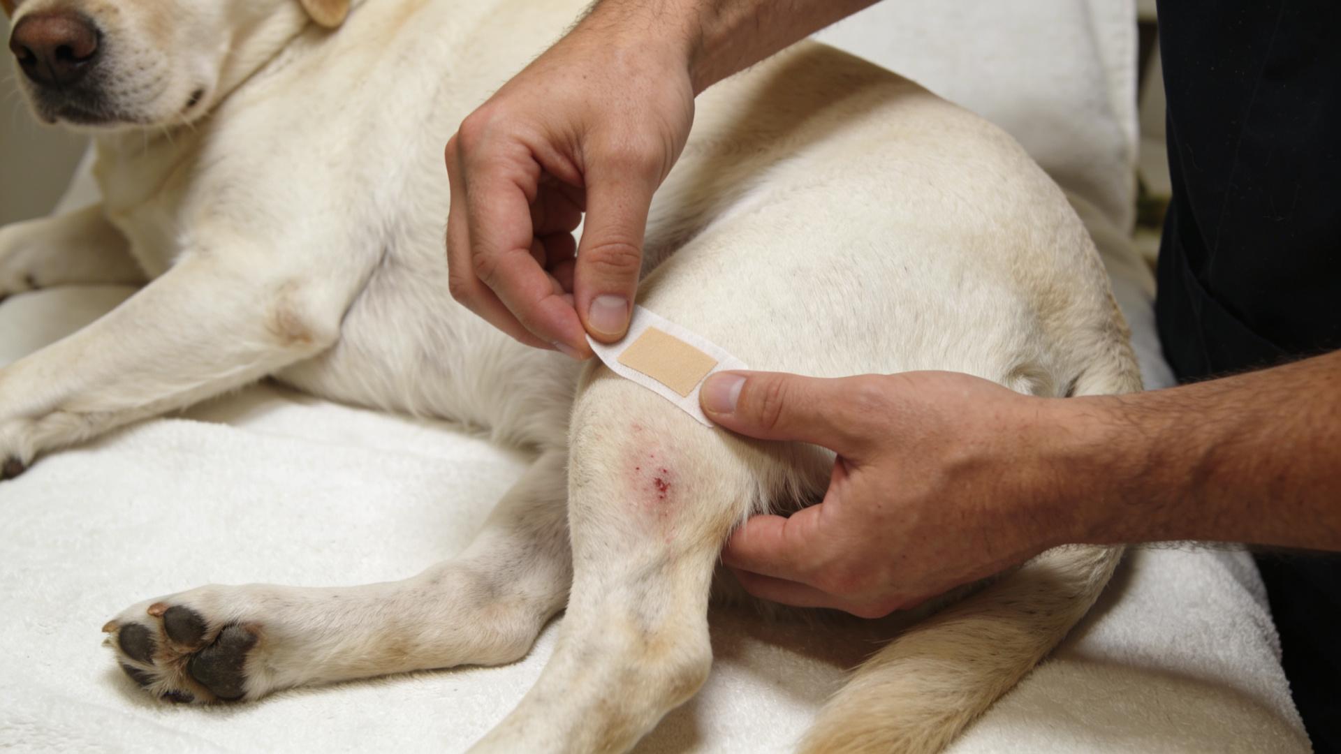 DIY Dog Spa: Soothe skin and enhance coat shine with essential oils and sea salt.