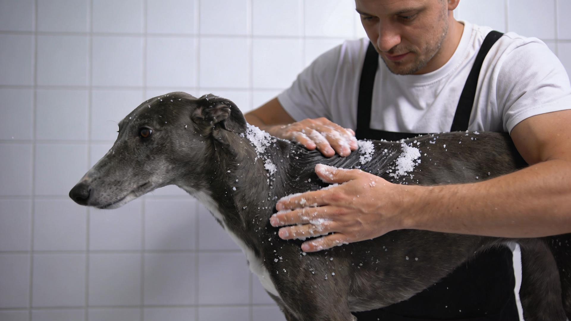 DIY Dog Spa: Soothe skin and enhance coat shine with essential oils and sea salt.