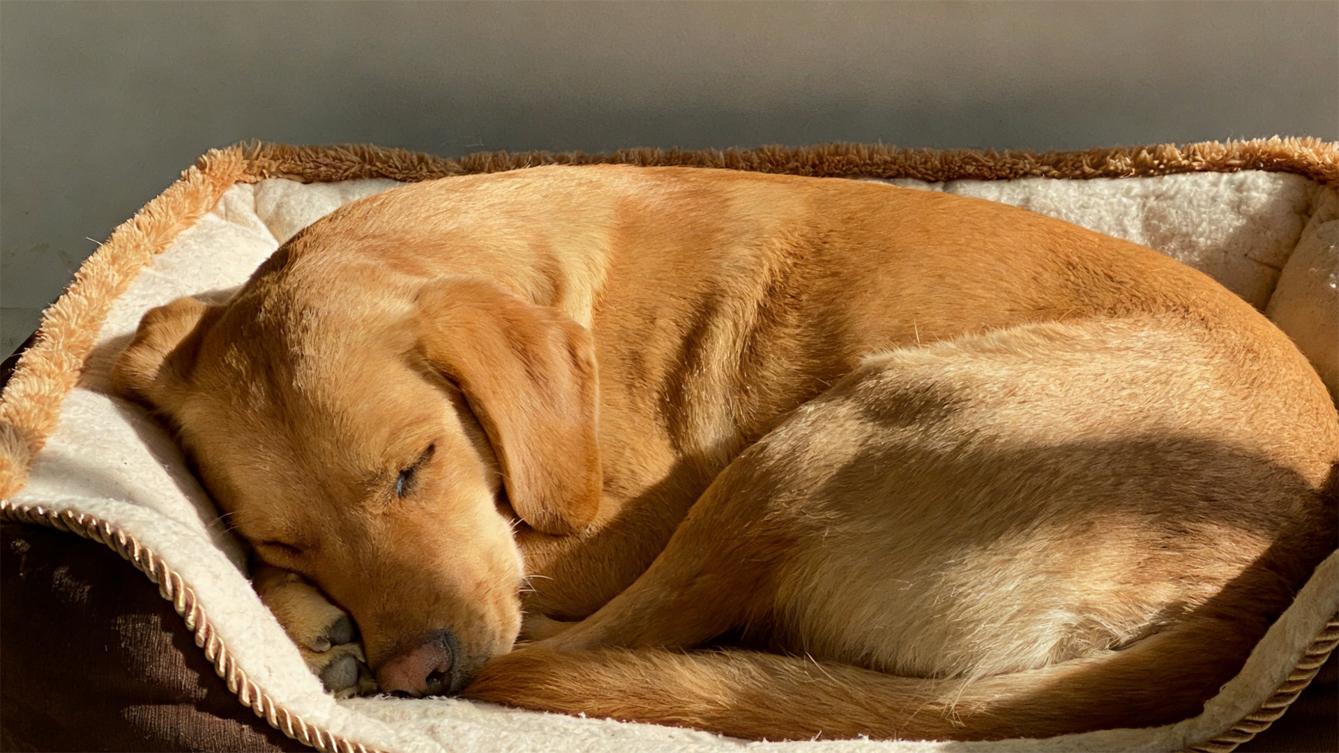 Do dogs suffer from PTSD? Understanding the psychological rebuilding process after abuse or homelessness.