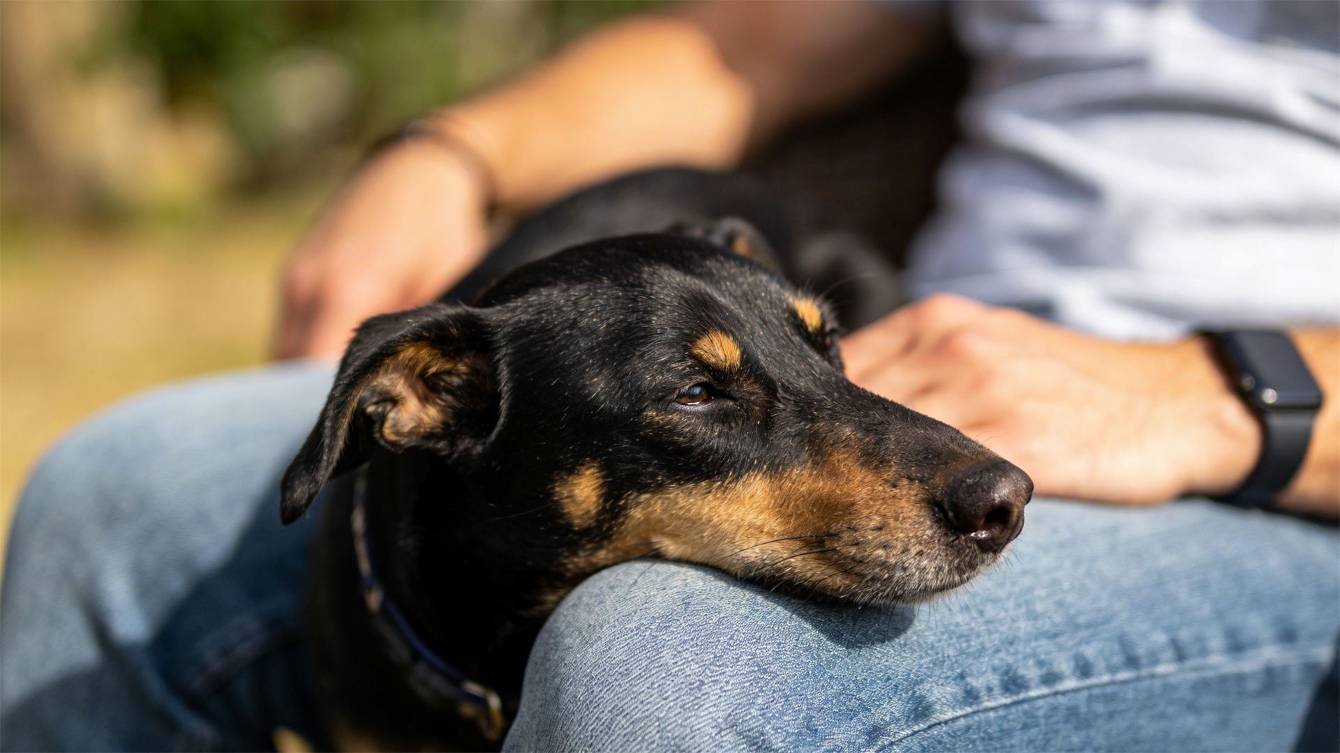 Dog Coat Anti-Static Spray Review: A Grooming Must-Have for Dry Winters