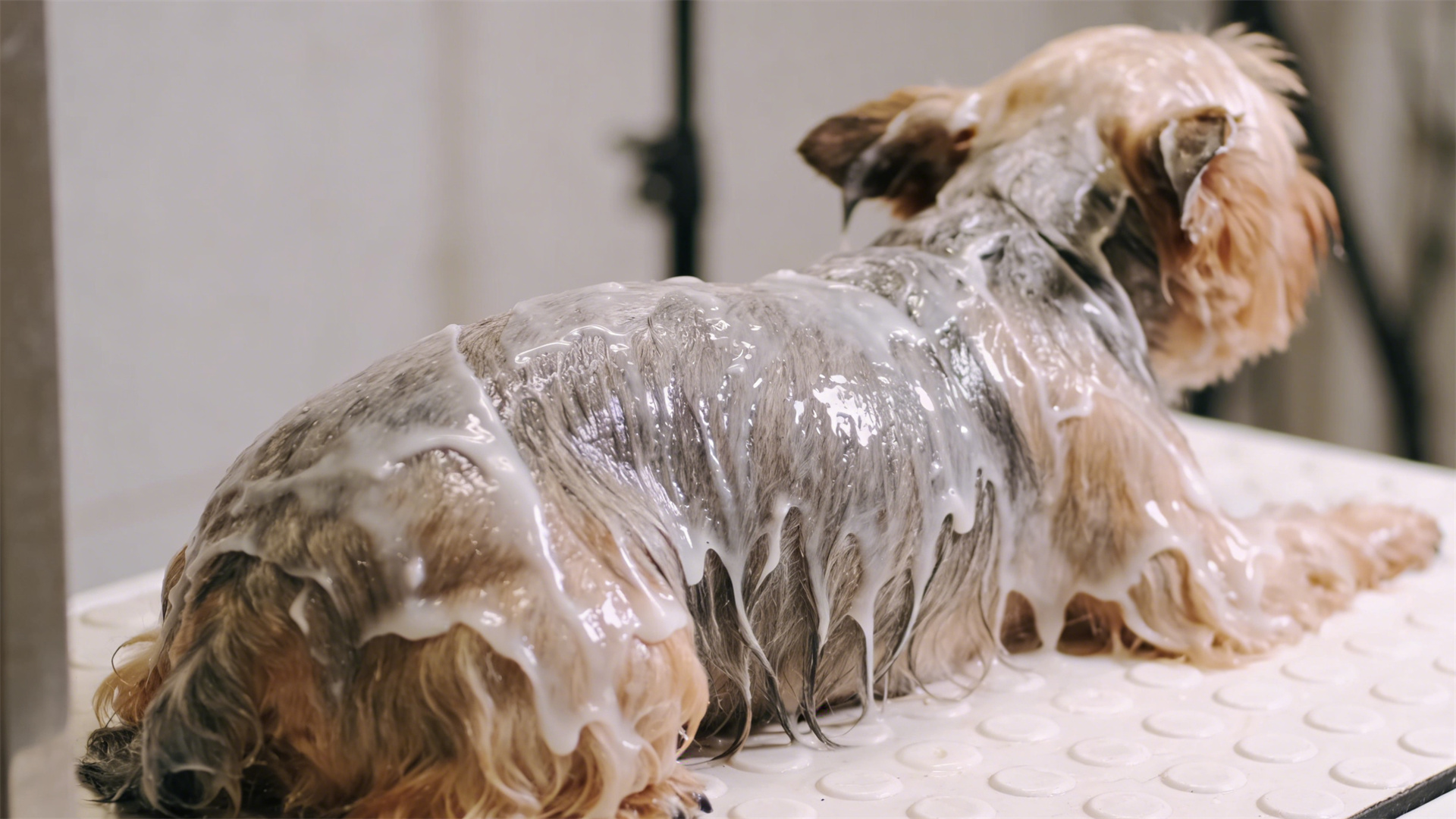 Dog conditioner and nourishing hair mask: A scientific solution for repairing dry hair.