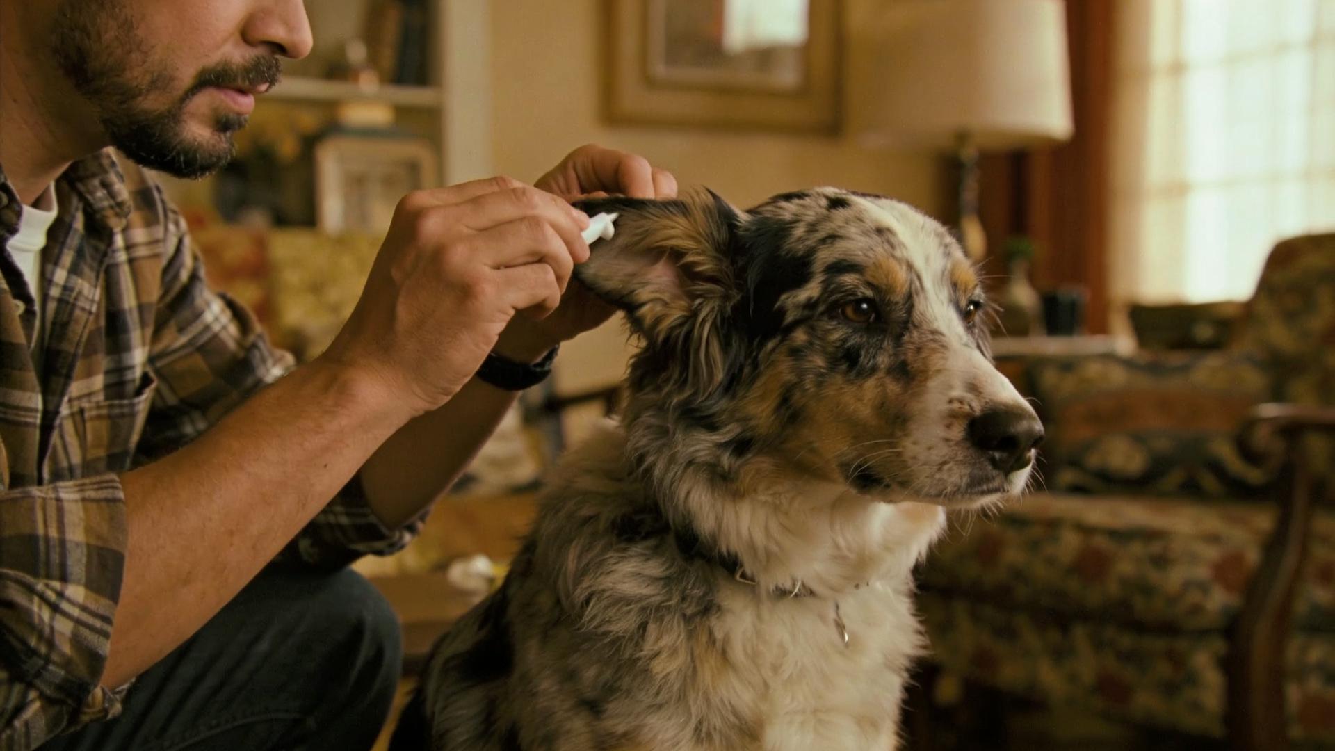 Dog Ear Cleaning Tutorial: Daily Grooming Routine to Prevent Odor and Earwax