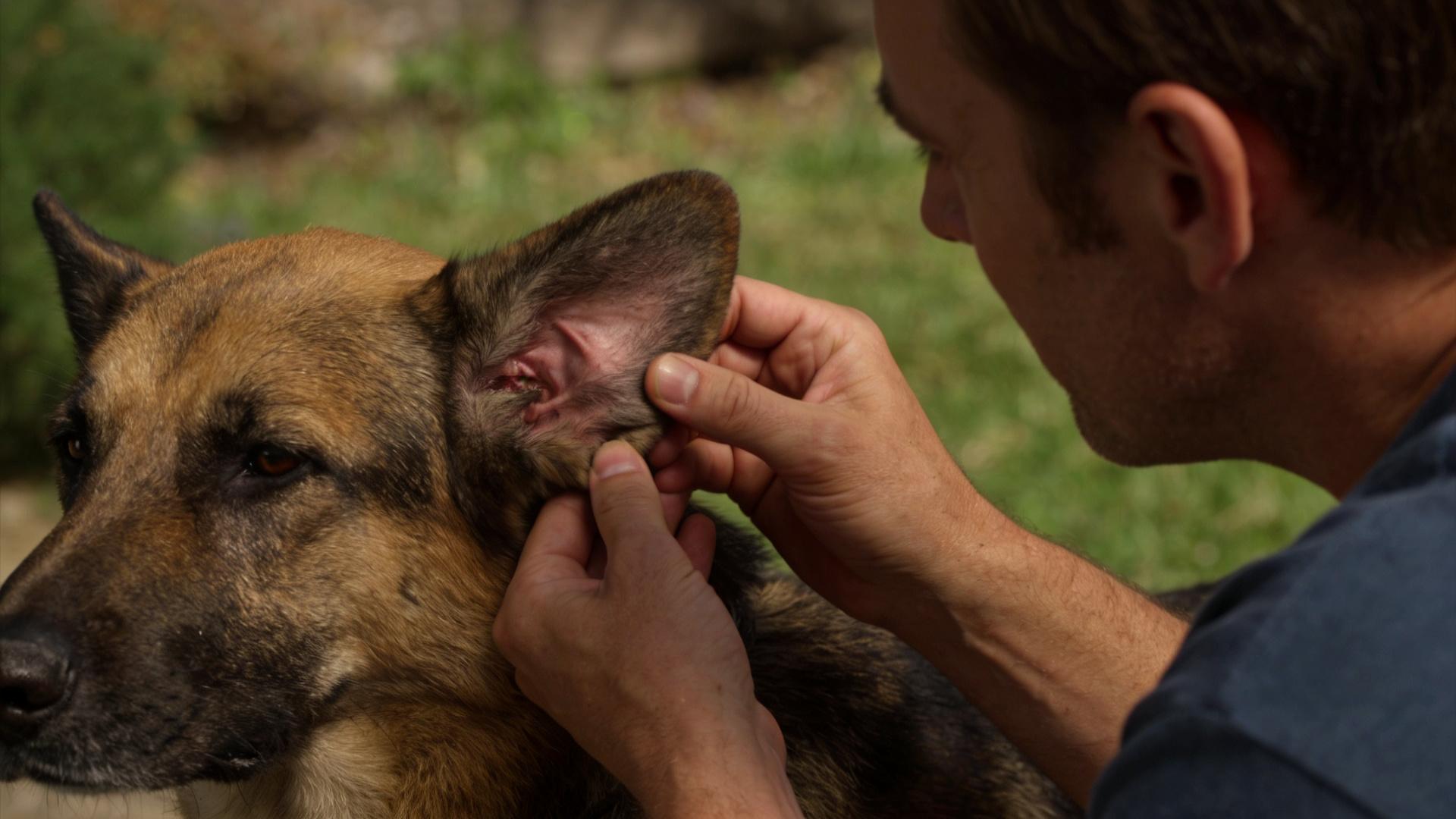 Dog Ear Cleaning Tutorial: Daily Grooming Routine to Prevent Odor and Earwax