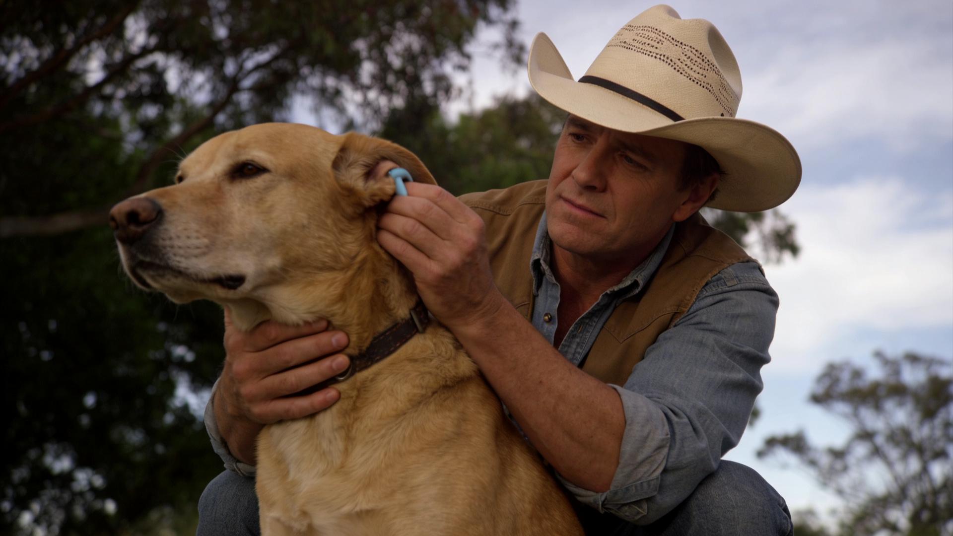 Dog Ear Cleaning Tutorial: Daily Grooming Routine to Prevent Odor and Earwax