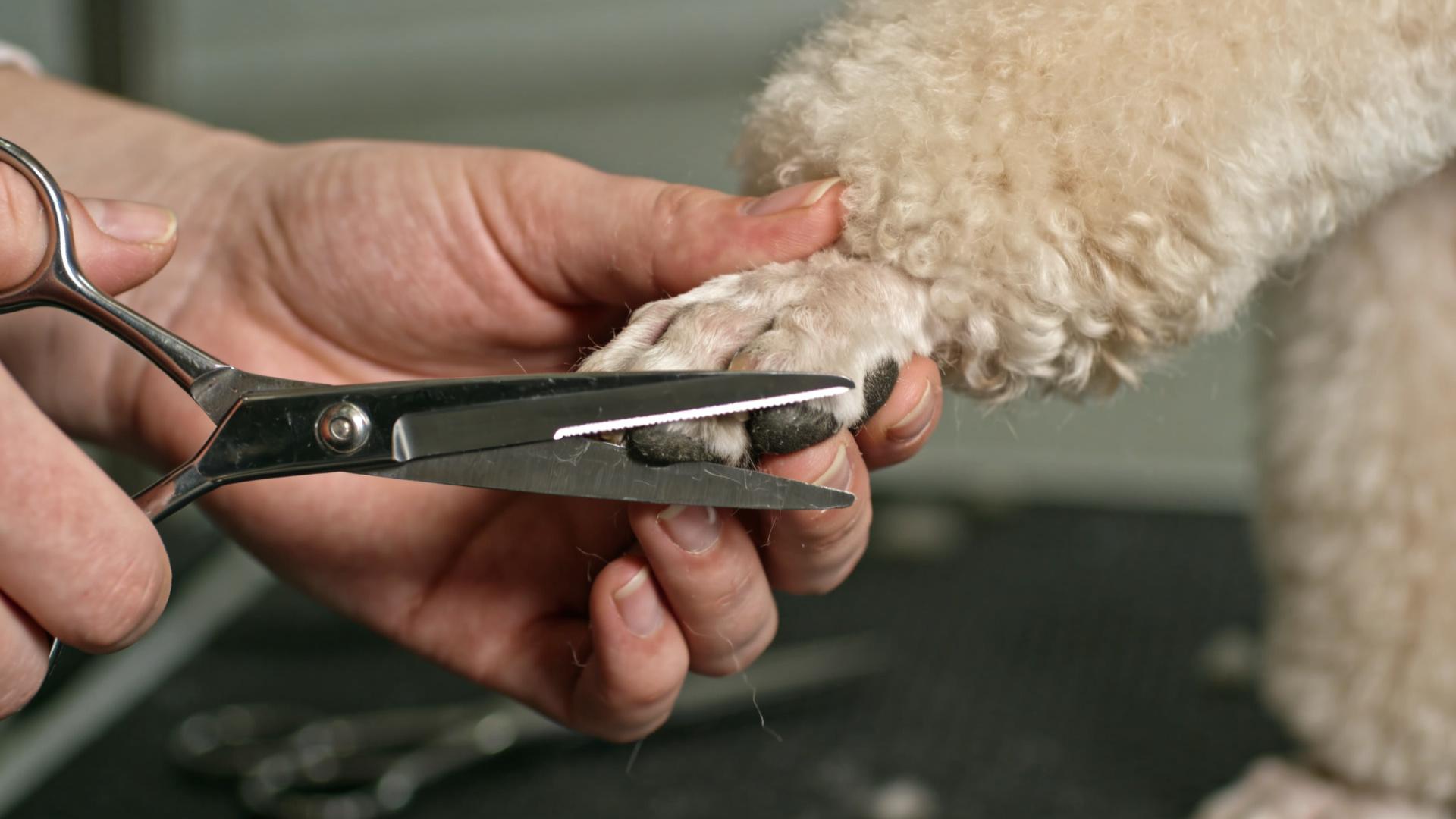 Dog grooming scissors buying guide: Differences in usage between straight scissors, thinning scissors, and backspinning scissors.