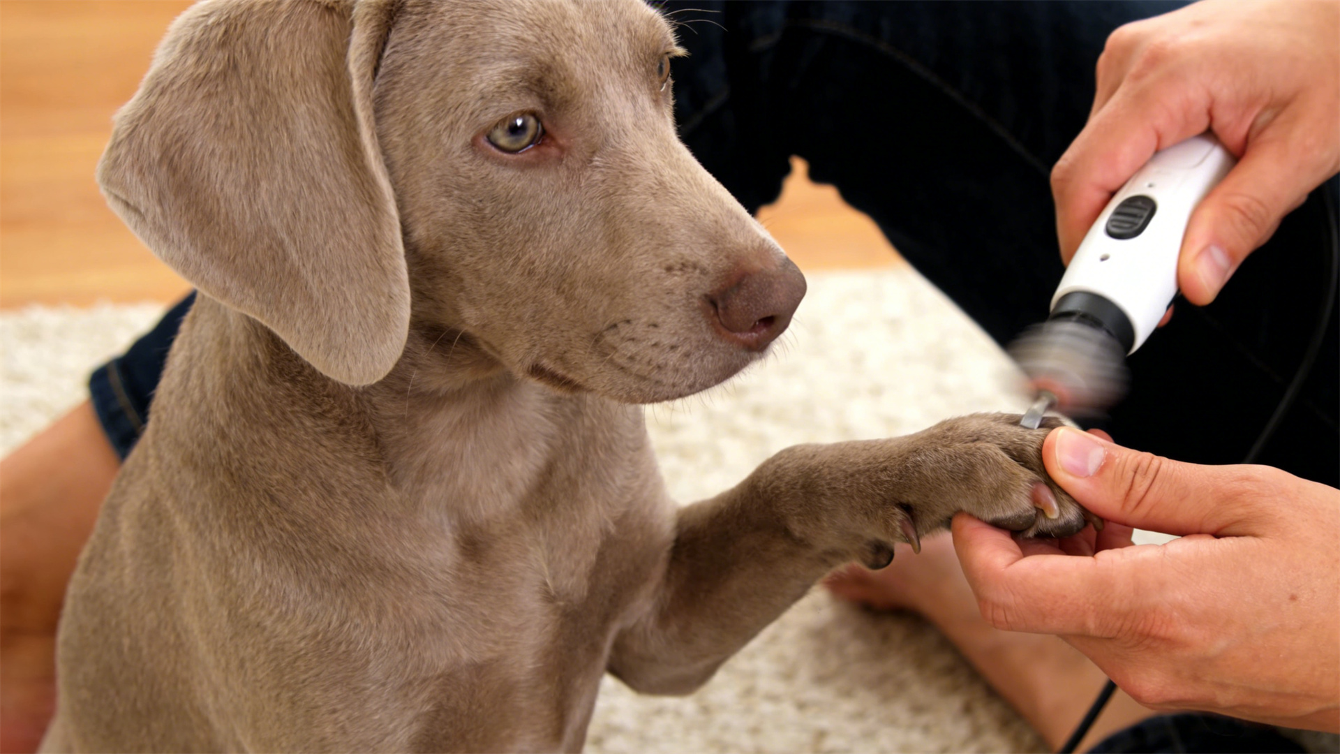 Dog nail trimming tool review: Traditional clippers vs. electric nail file