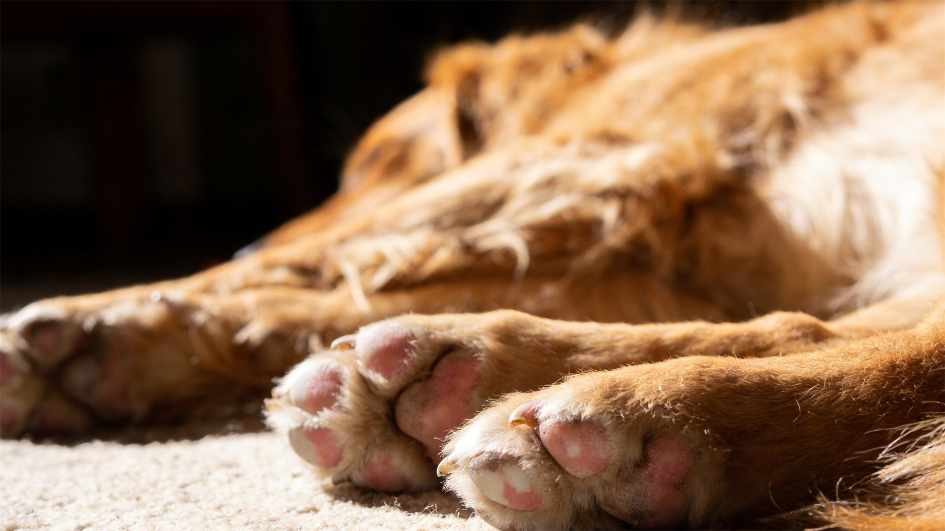 Dog nail trimming tool review: Traditional clippers vs. electric nail file