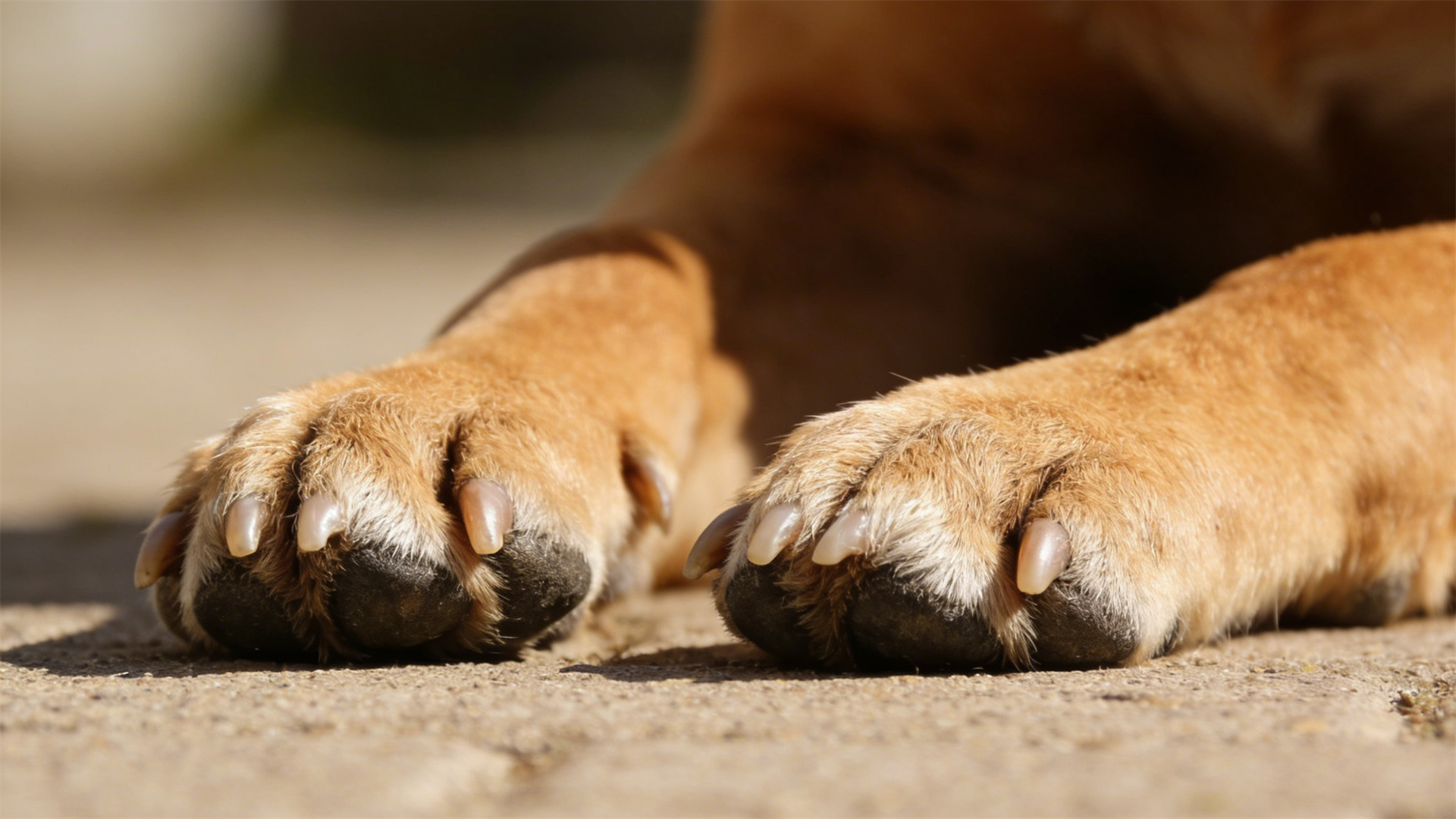 Dog nail trimming tool review: Traditional clippers vs. electric nail file