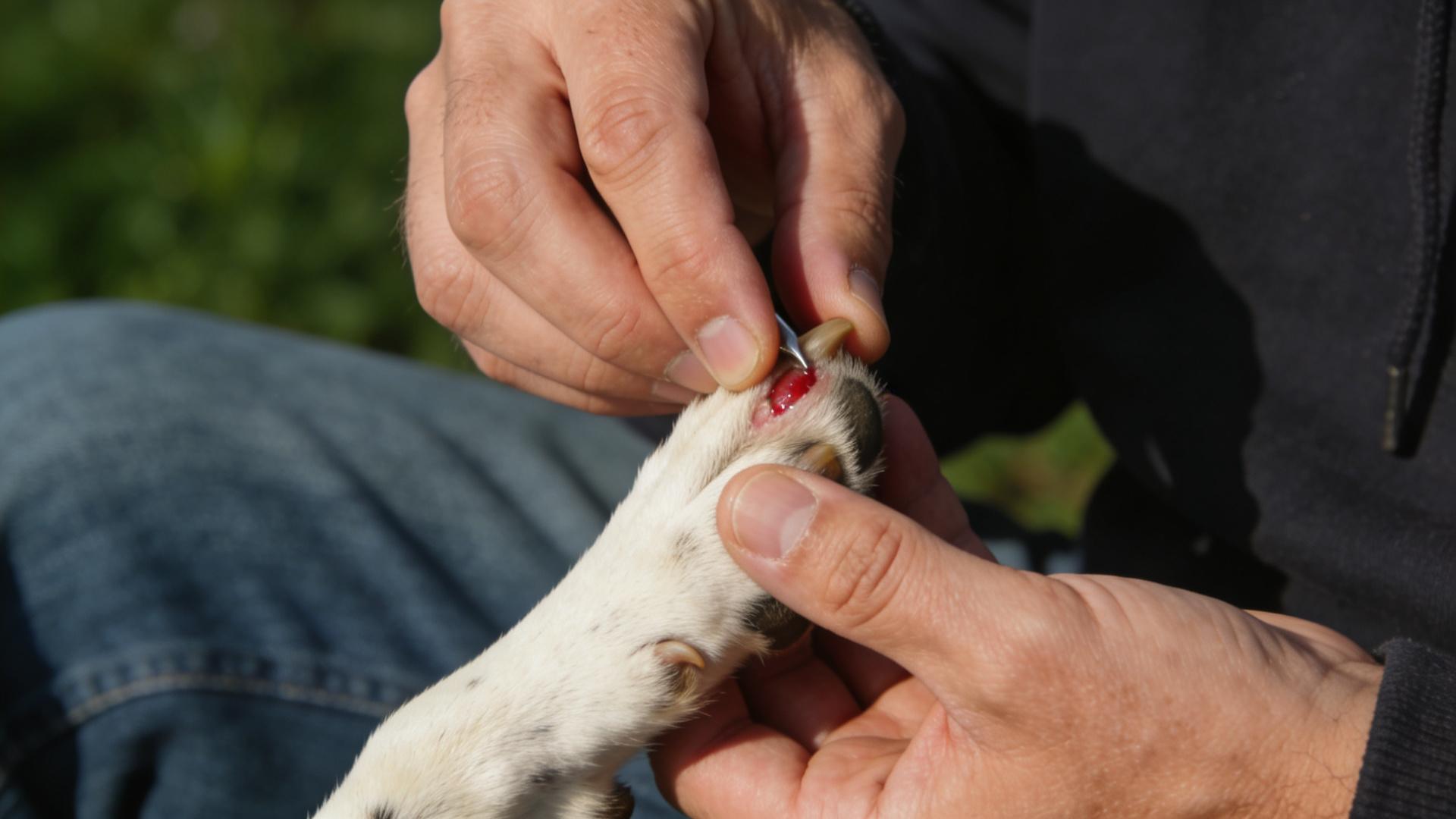 Dog not cooperating with nail trimming? A complete guide to recognizing the quick and safe nail trimming.