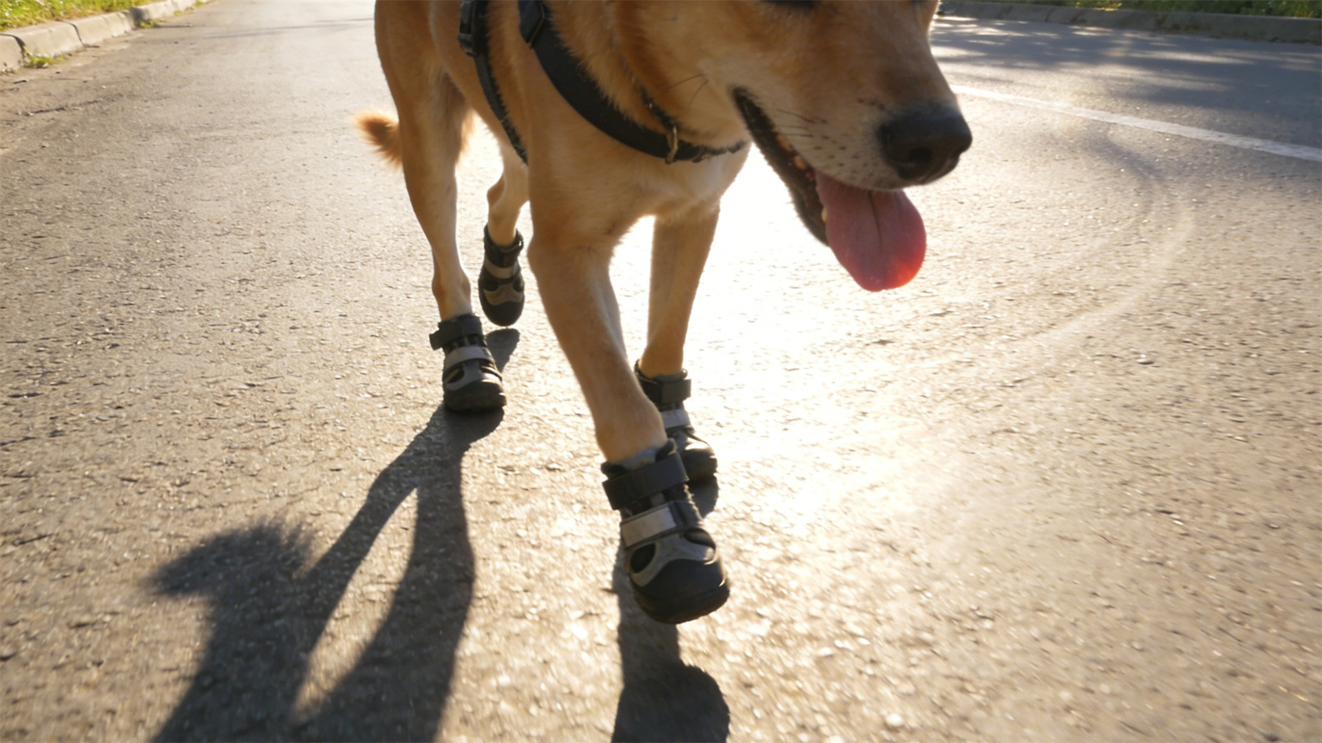 Dog Paw Health Grooming: Nail Trimming and Paw Pad Care